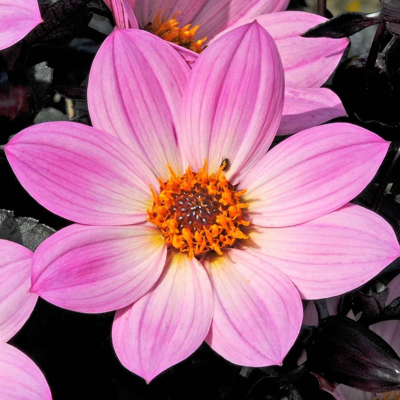 Dahlia 'Happy Days Pink' Jumbo Plug Plants