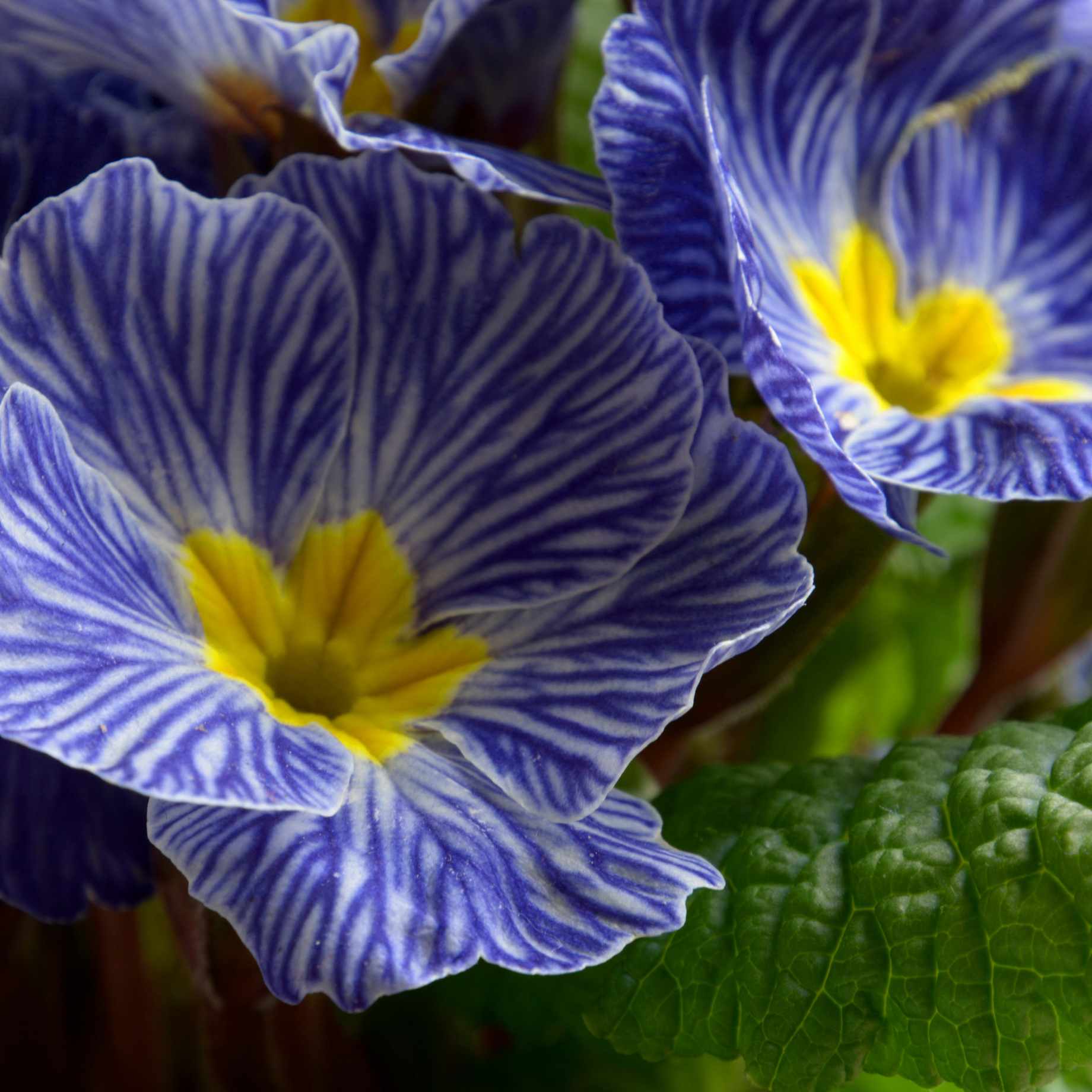 Blue & Purple Primrose Collection