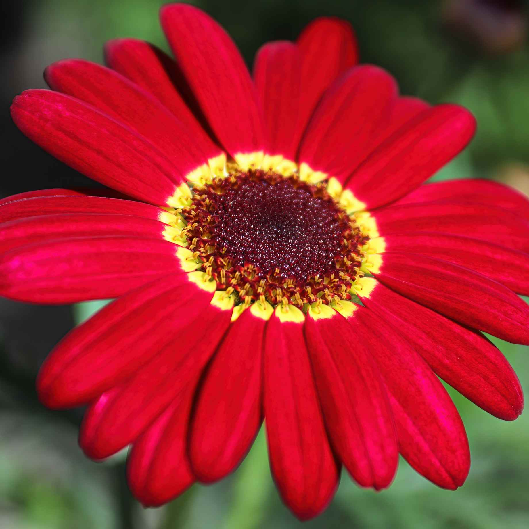 Argyranthemum 'Madeira Red'