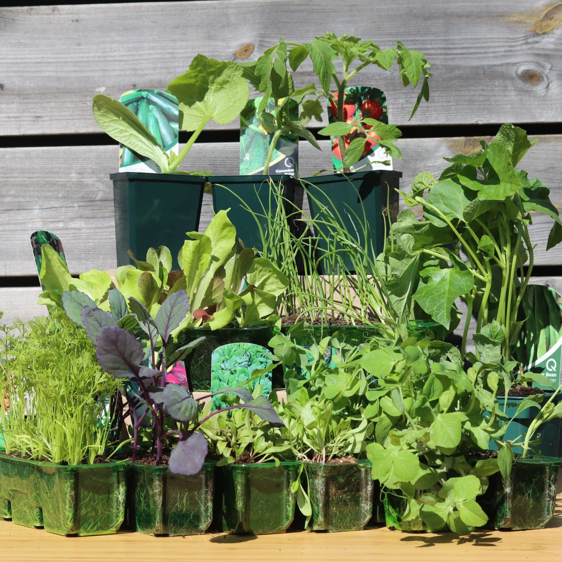 Best Vegetables Collection