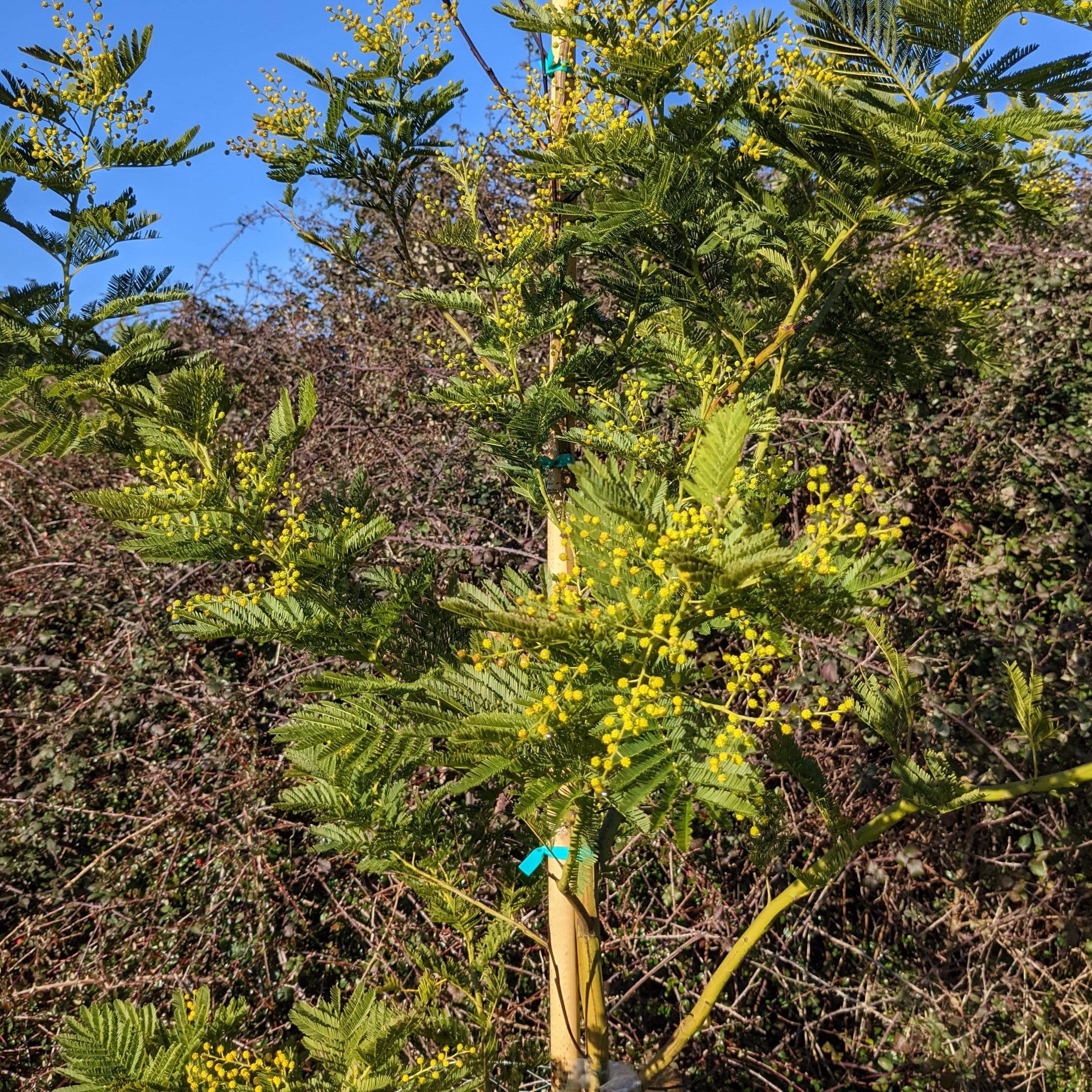 Acacia dealbata