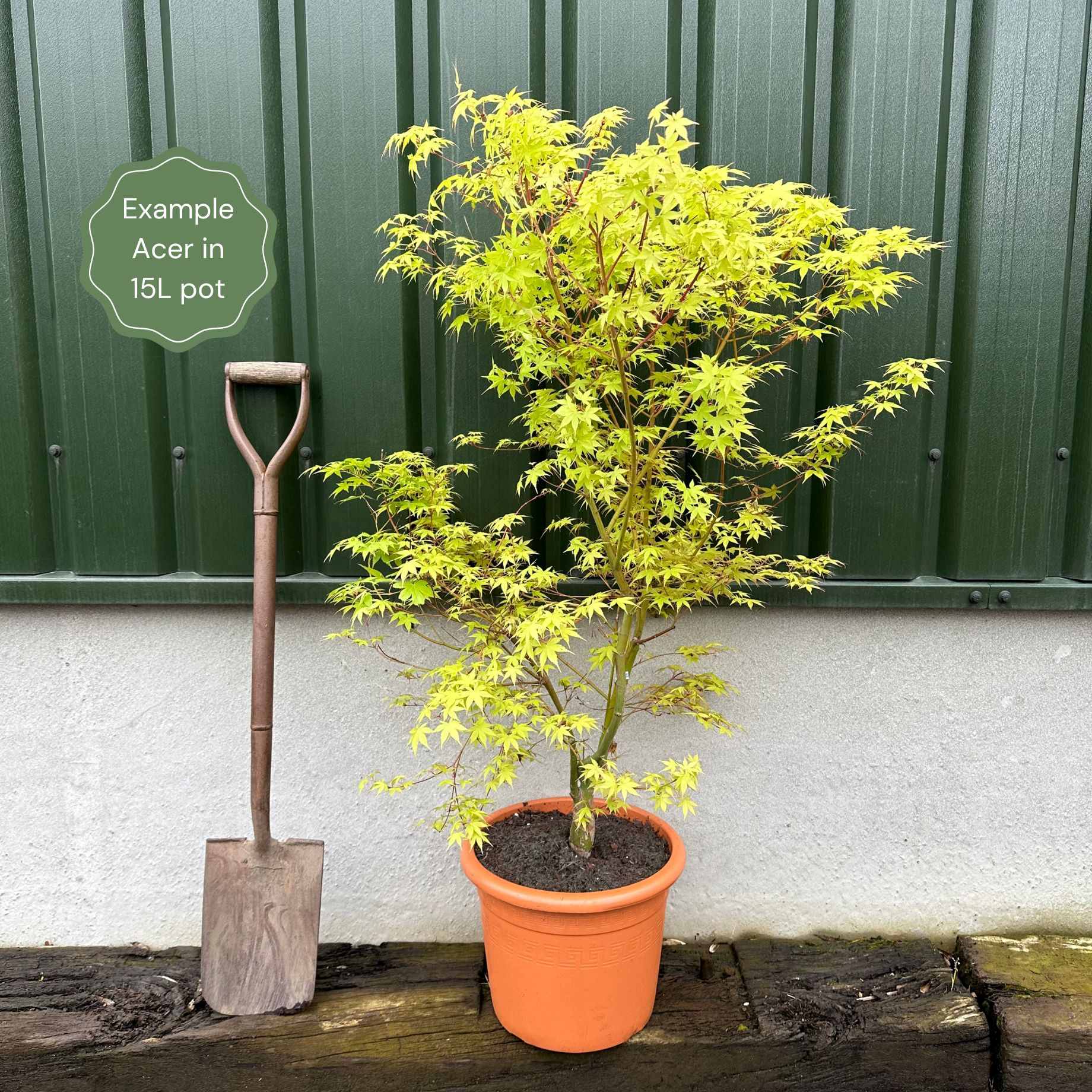 Acer palmatum 'Dissectum Viride'