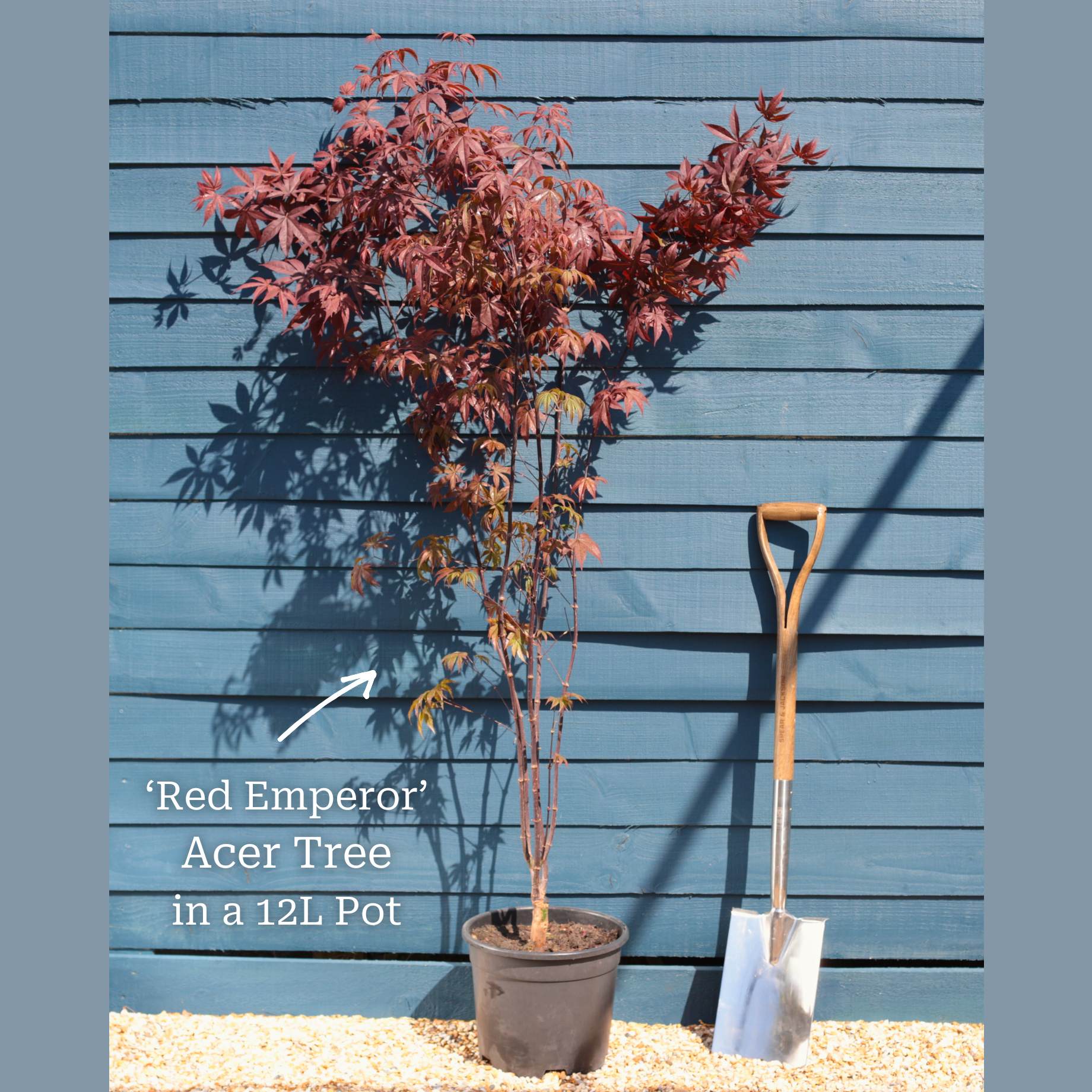Acer palmatum 'Red Emperor'