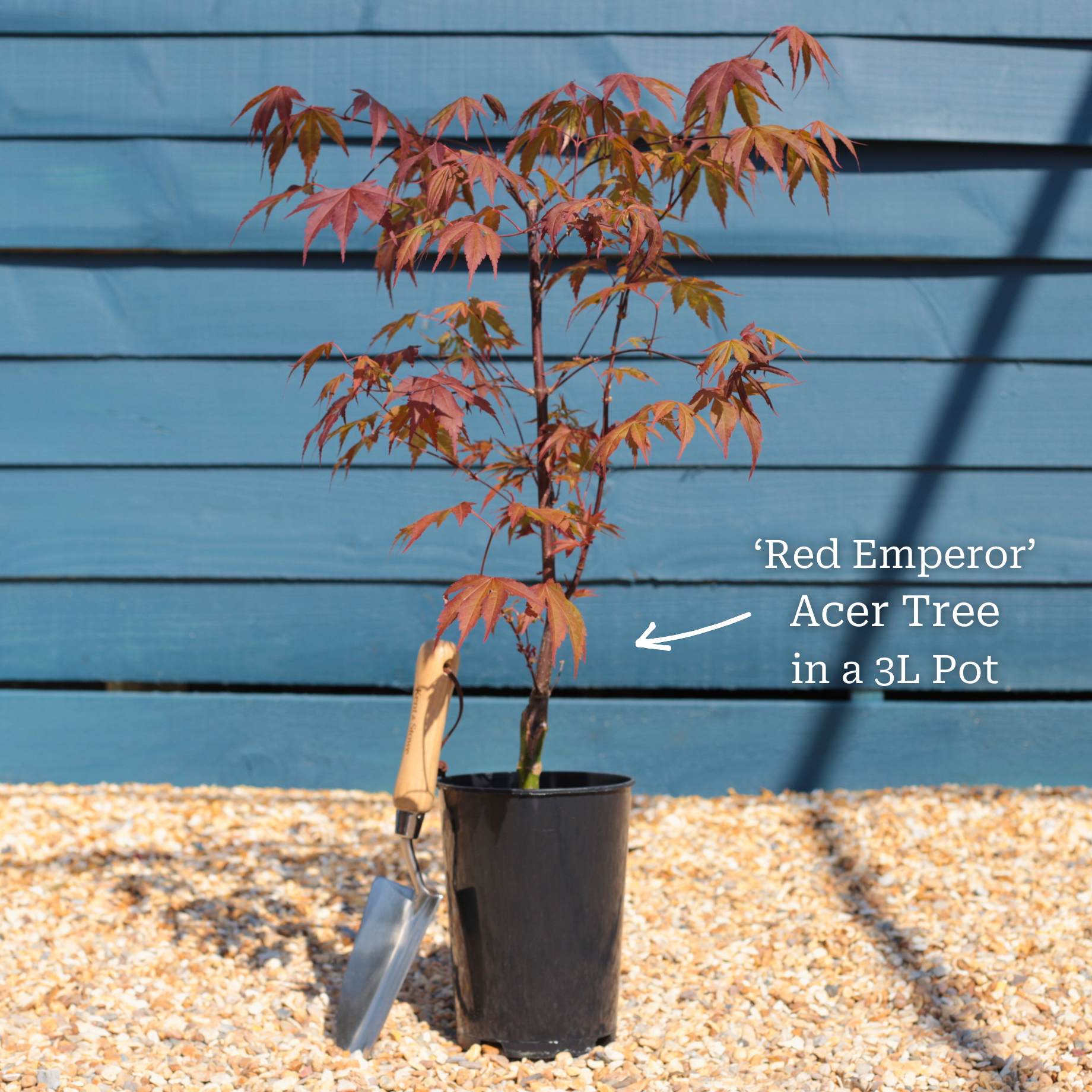 Acer palmatum 'Red Emperor'