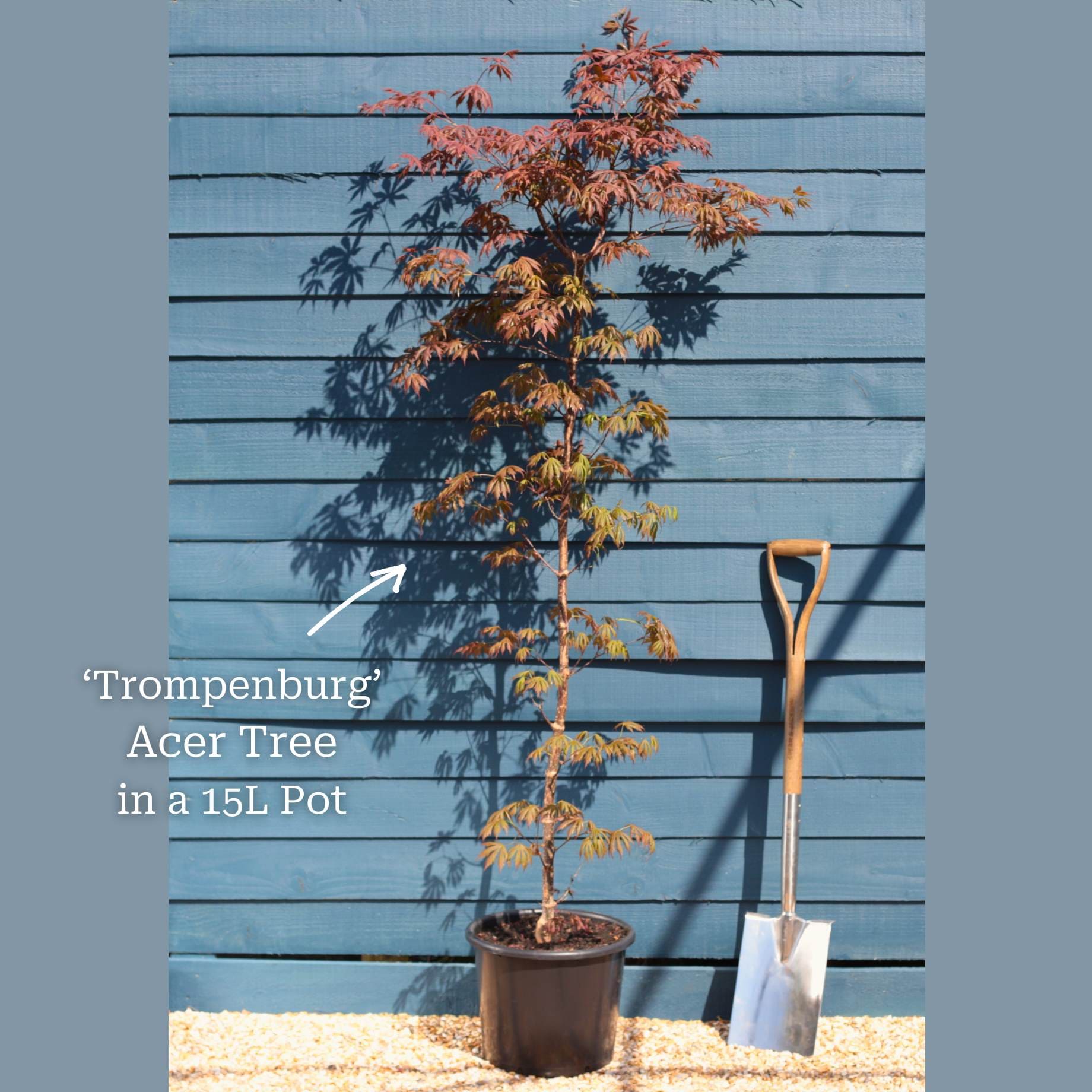 Acer palmatum 'Trompenburg'