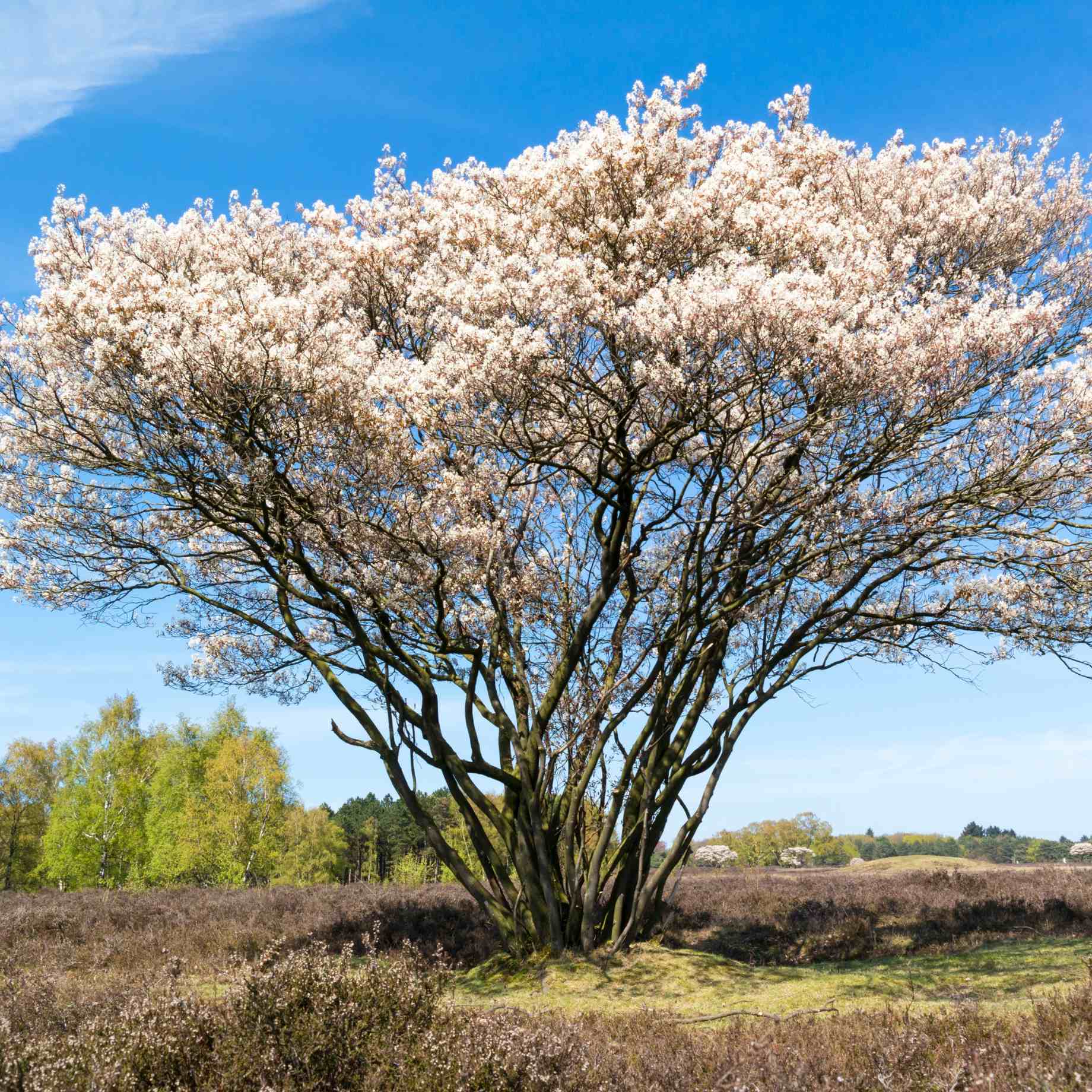 Amelanchier lamarckii