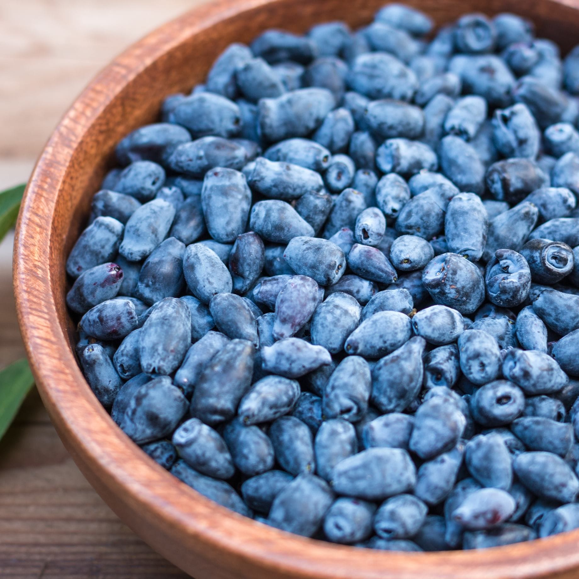'Blue Velvet' Honeyberry Bush