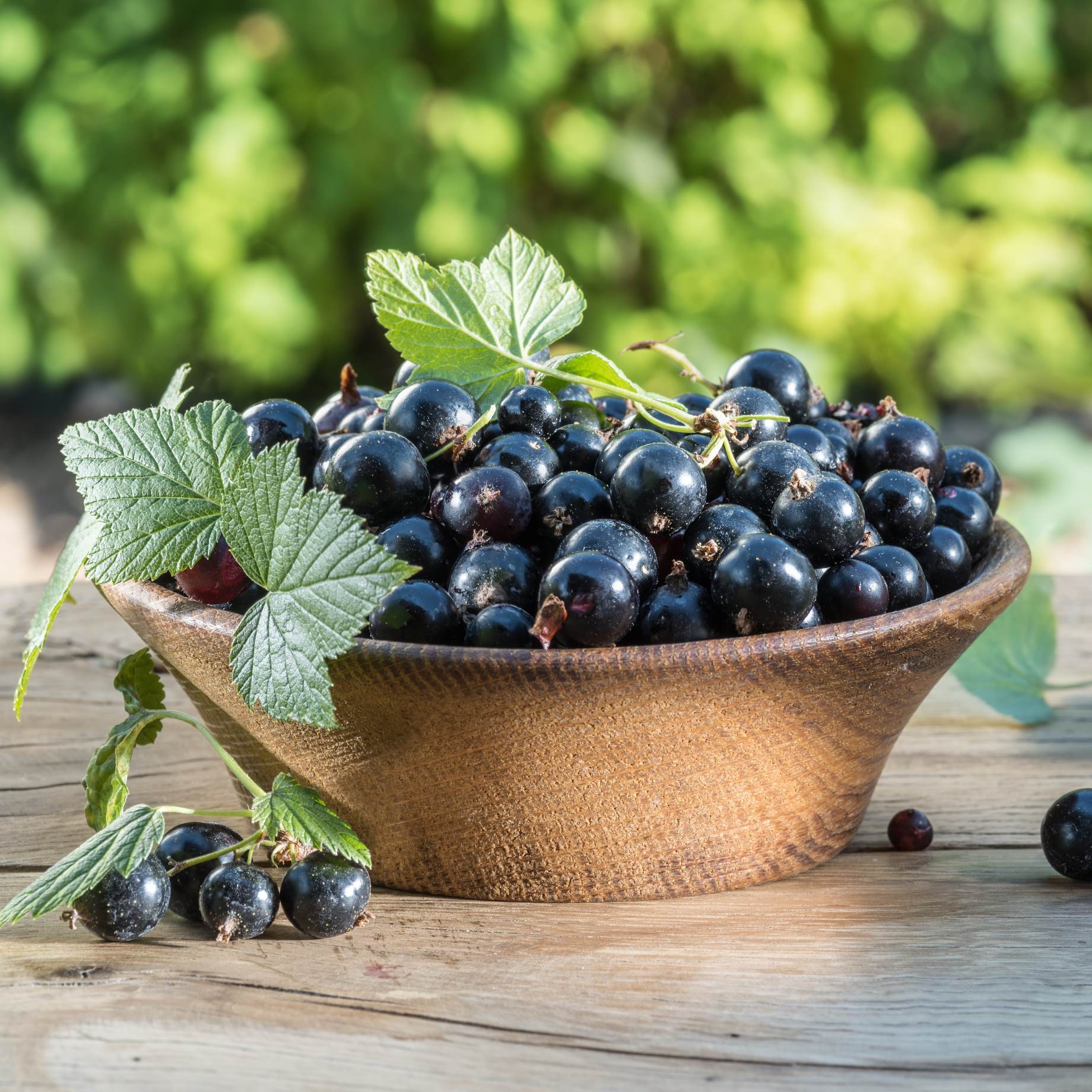 'Big Ben' Blackcurrant Bush