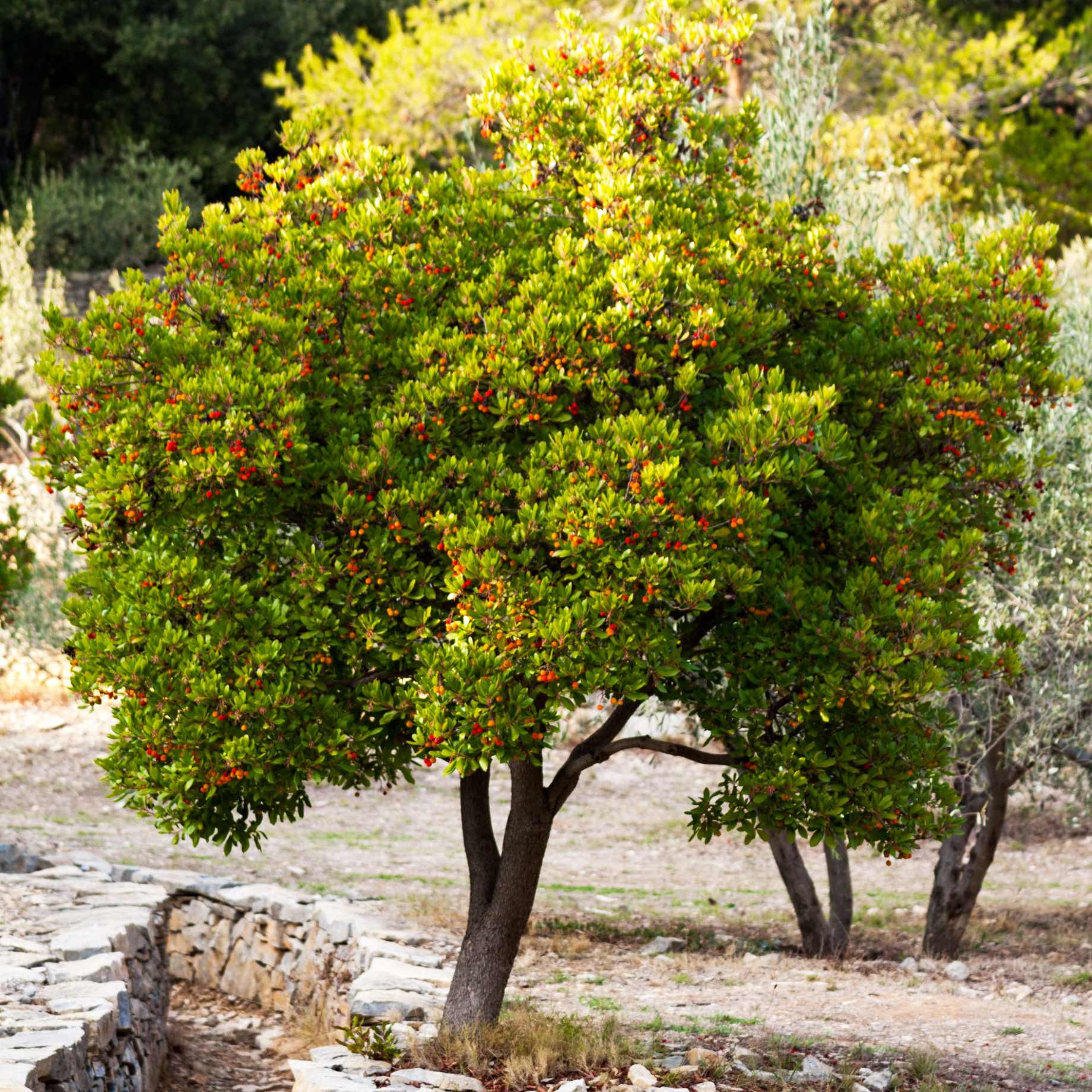 Arbutus unedo