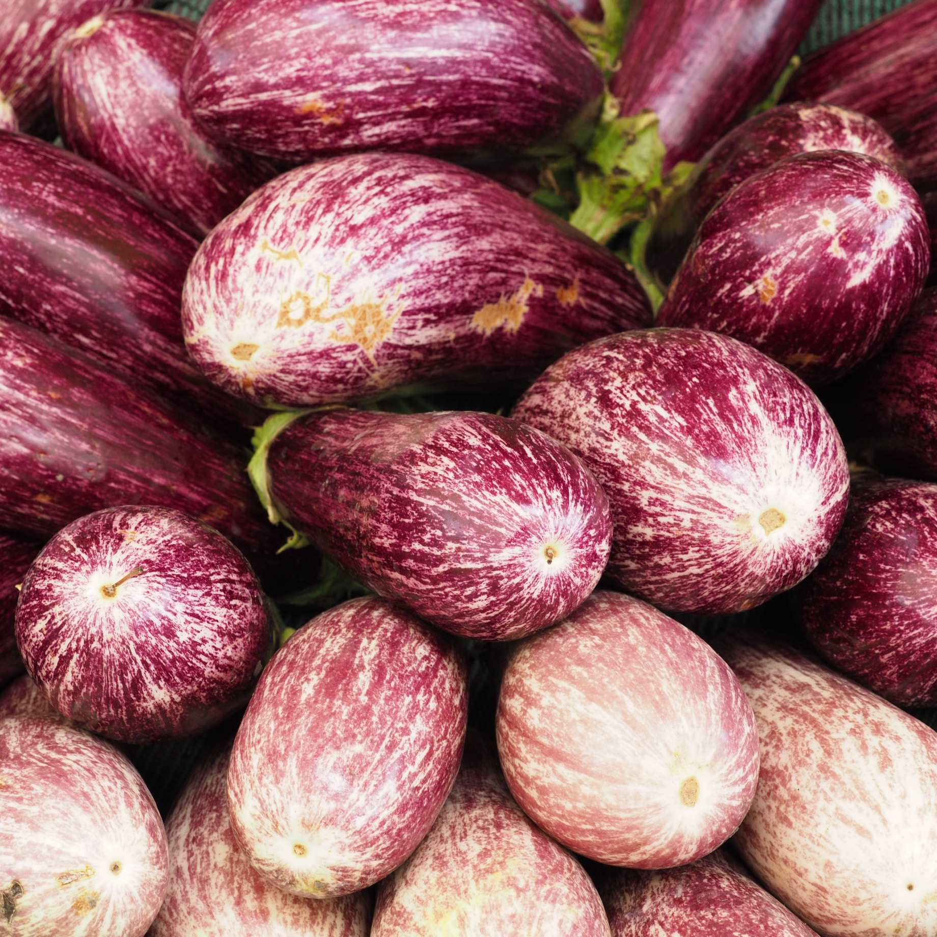 'Pinstripe' Aubergine Plants
