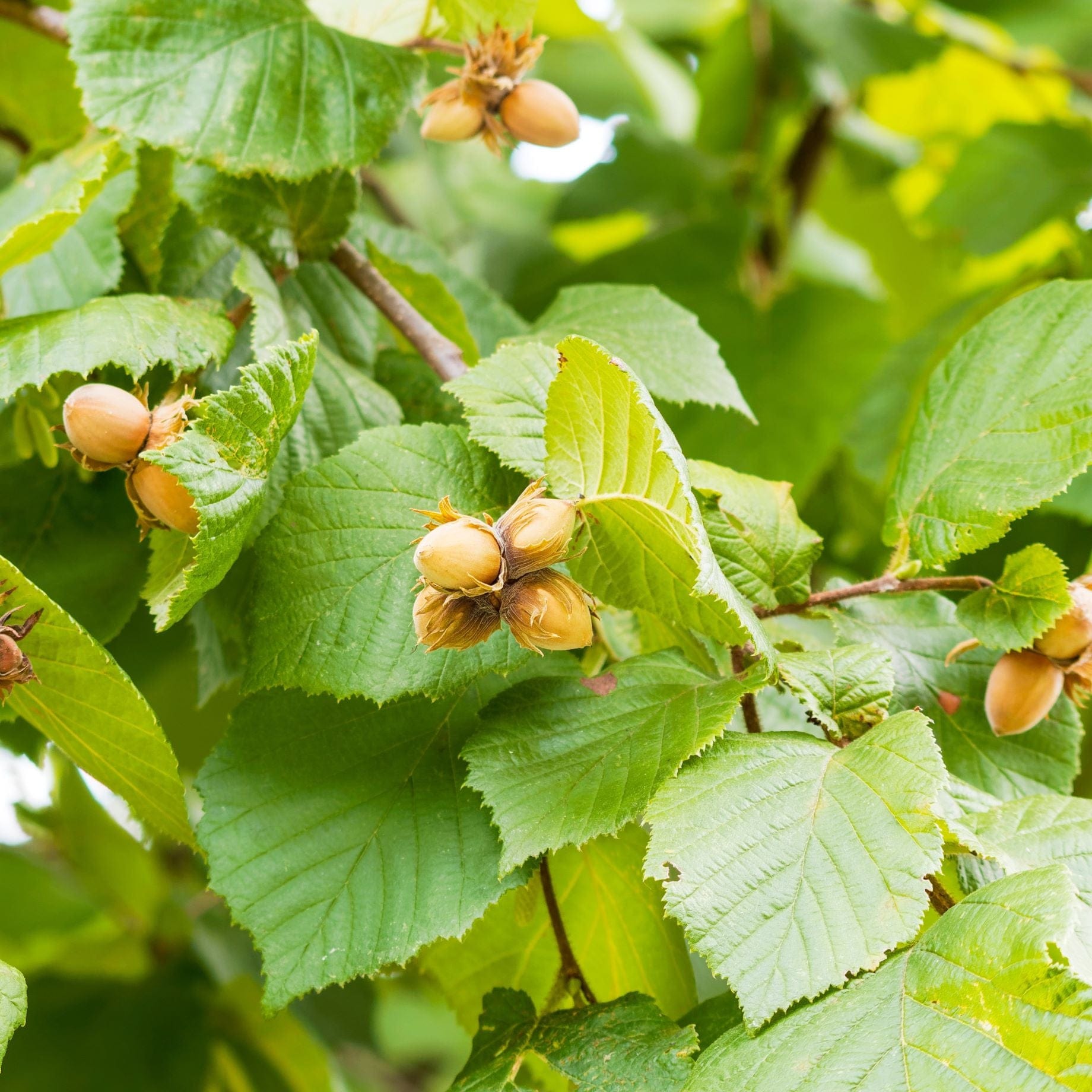 'Kentish Cob' Hazelnut Tree
