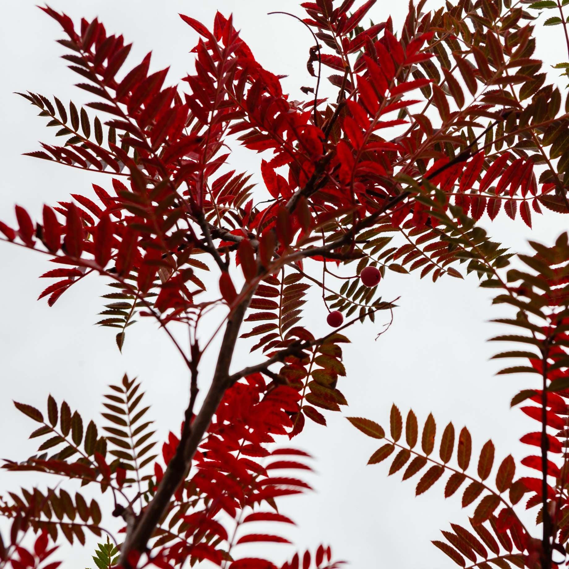 Sorbus vilmorinii