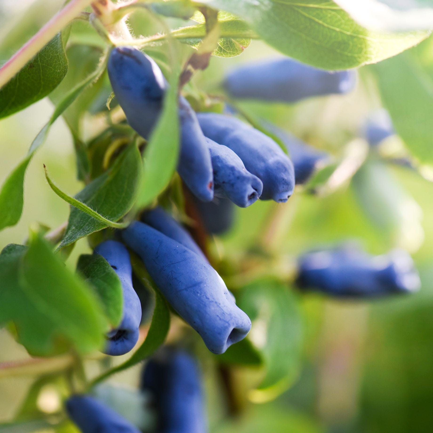 'Kamtschatica' Honeyberry Bush