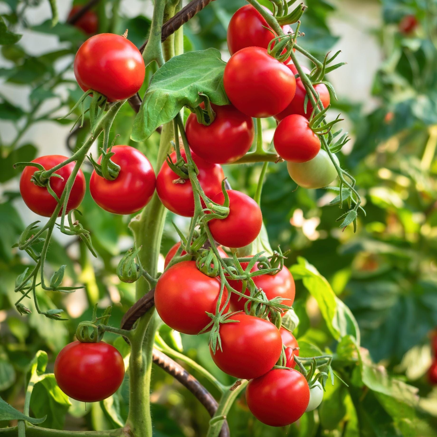 'Gardener's Delight' Tomato Plants