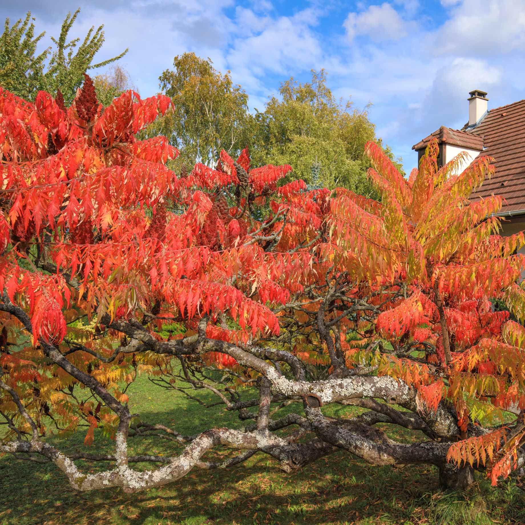 Rhus typhina 'Laciniata'