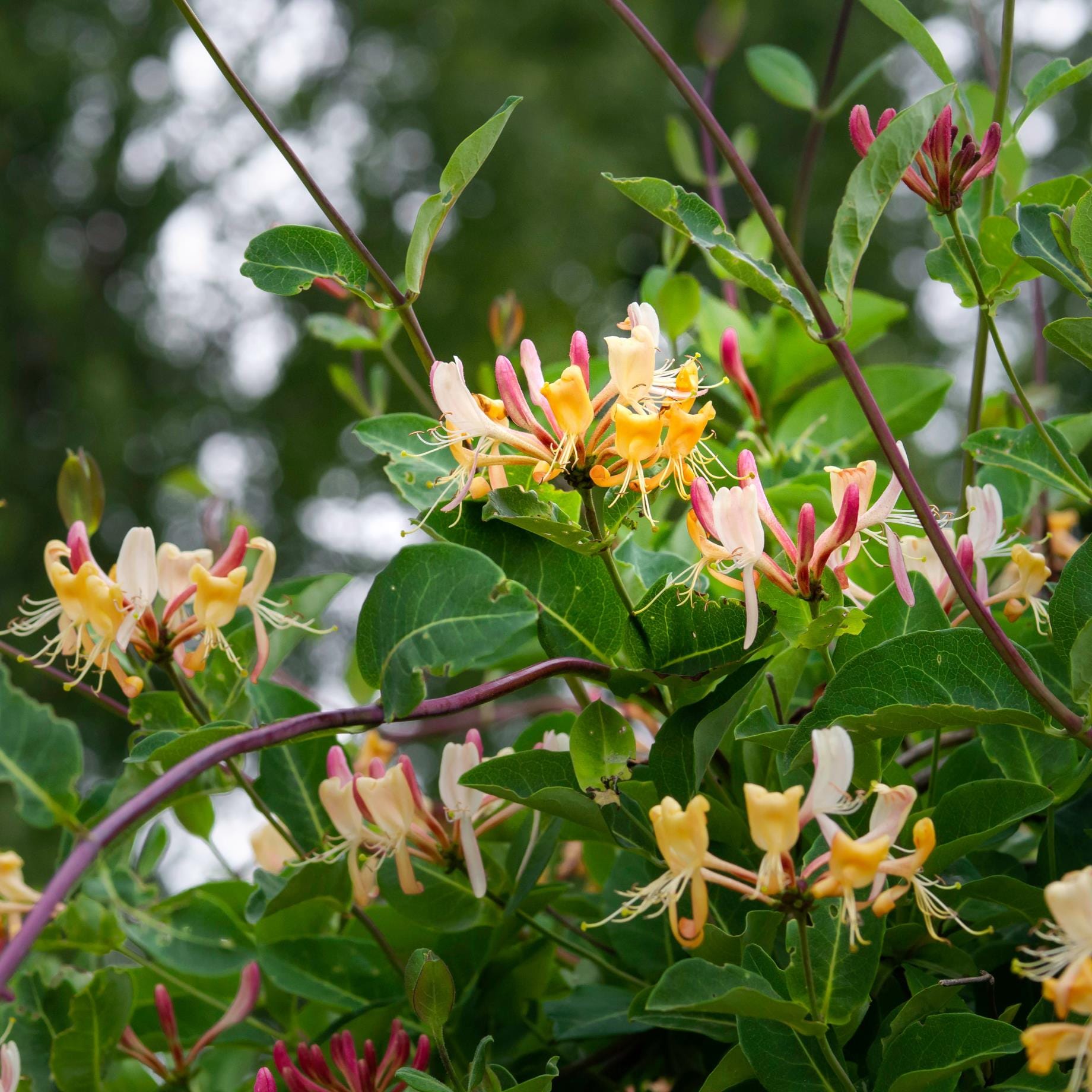 Lonicera periclymenum 'Serotina'