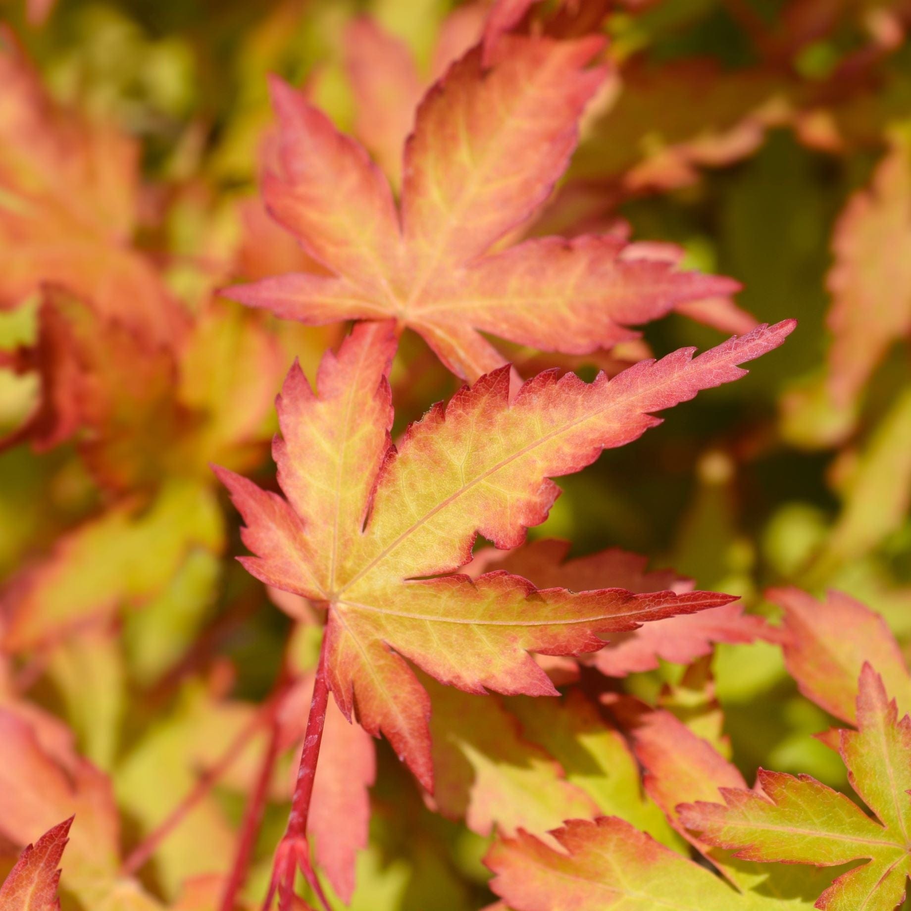 Acer palmatum 'Ueno Yama'