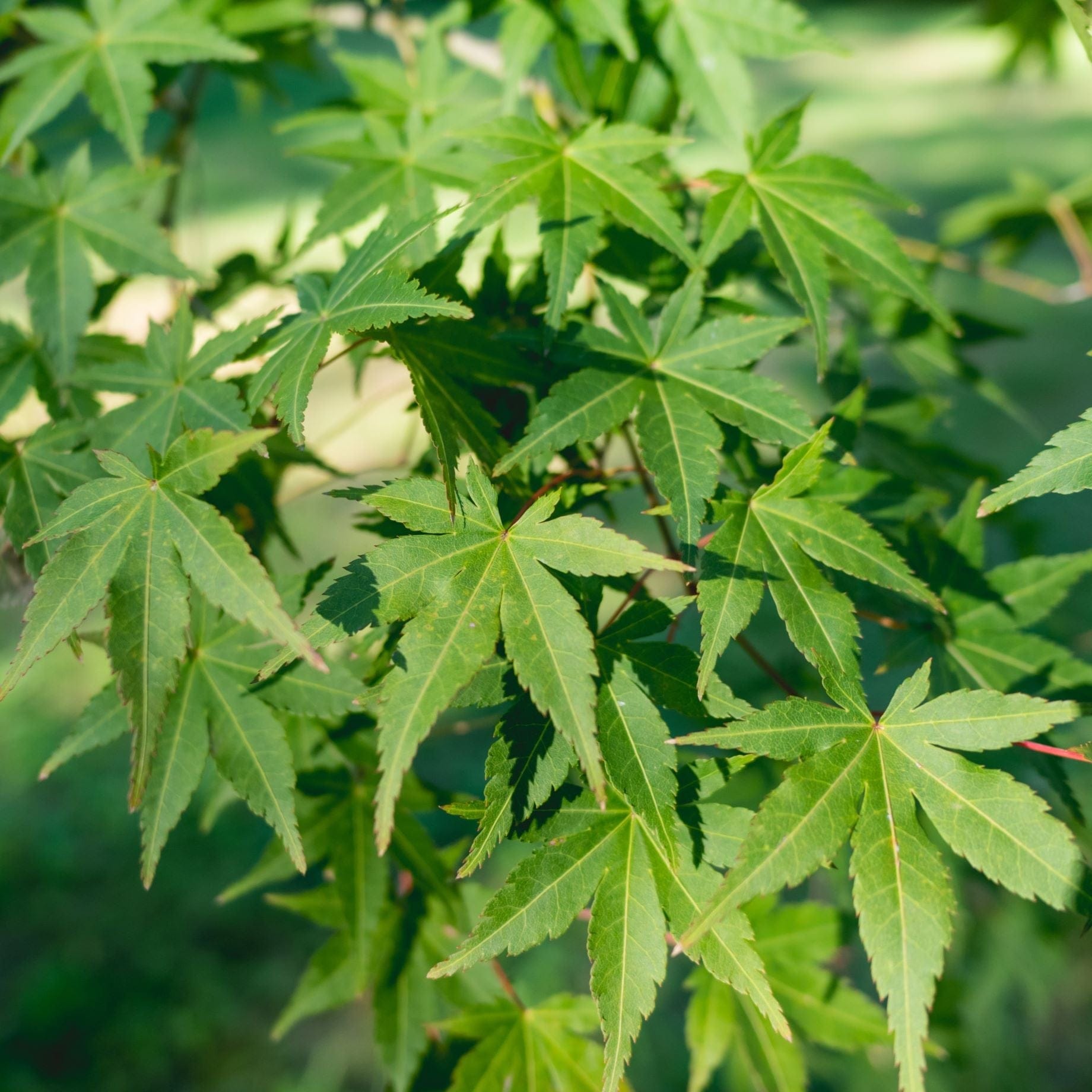 Acer palmatum 'Ueno Yama'