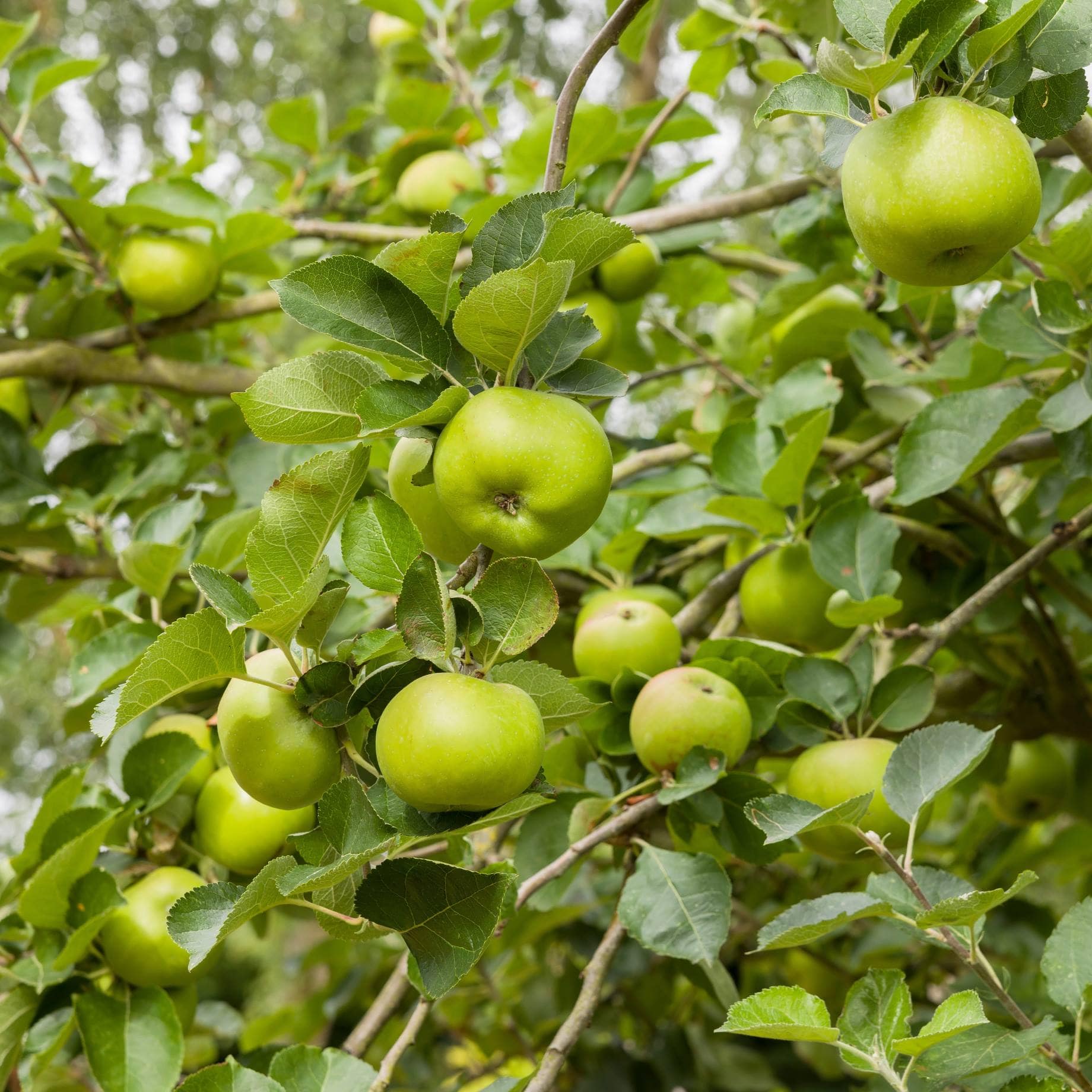 'Bramley's Seedling' Apple Tree