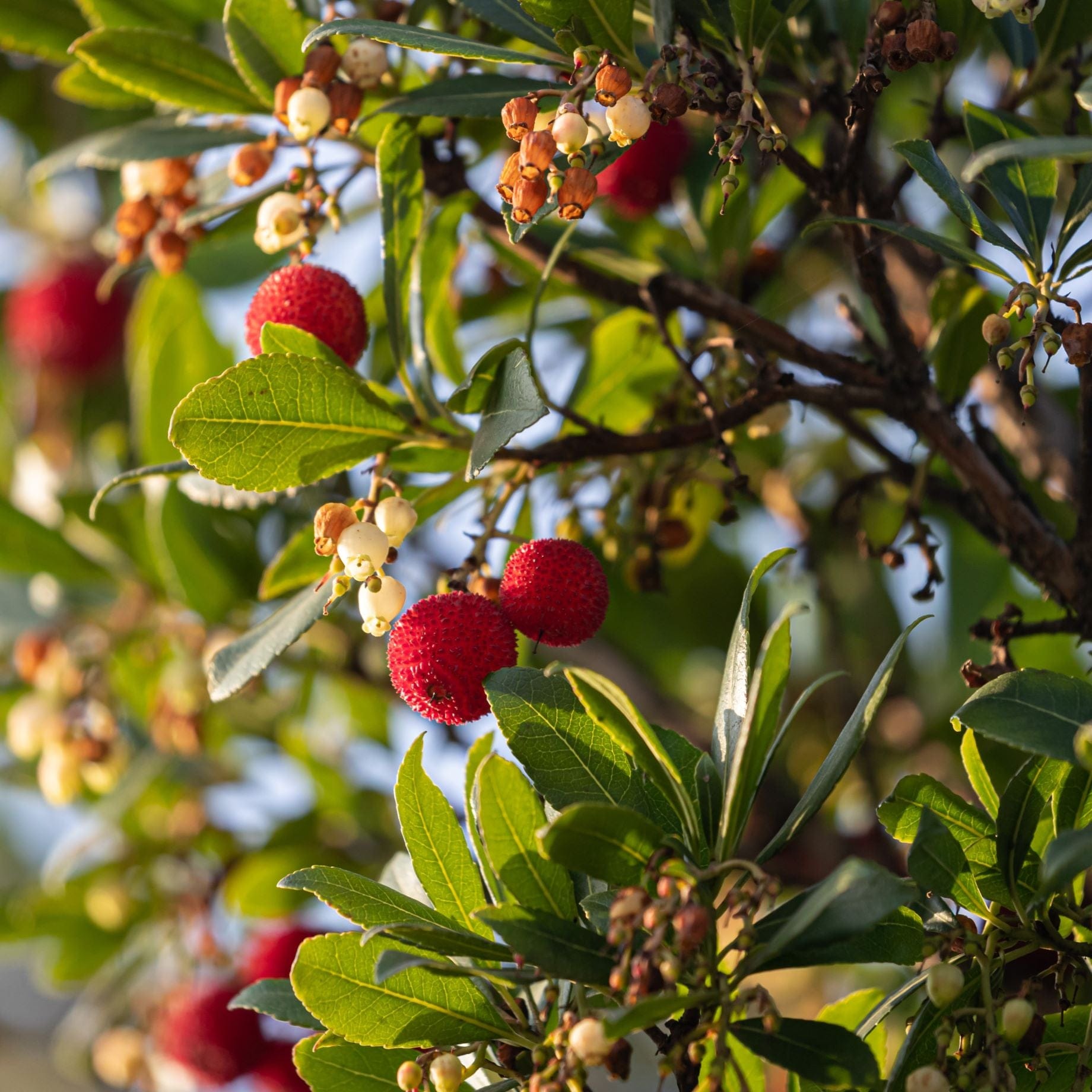 Arbutus unedo
