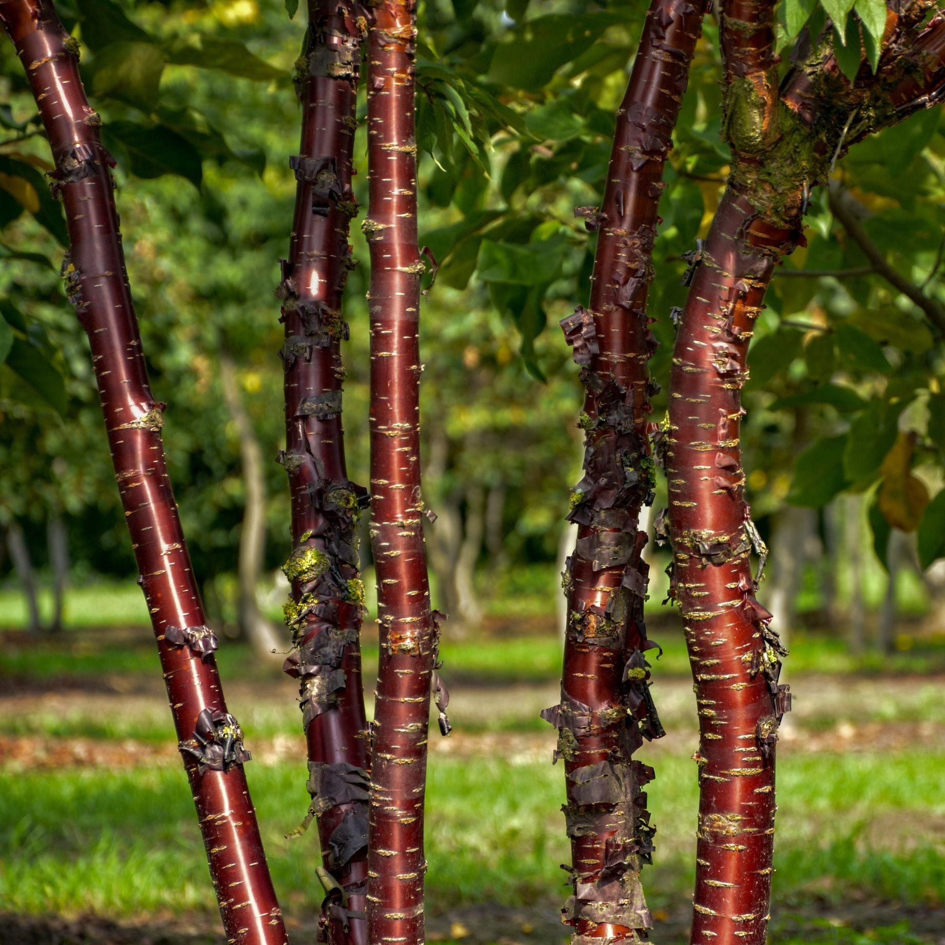 Prunus serrula