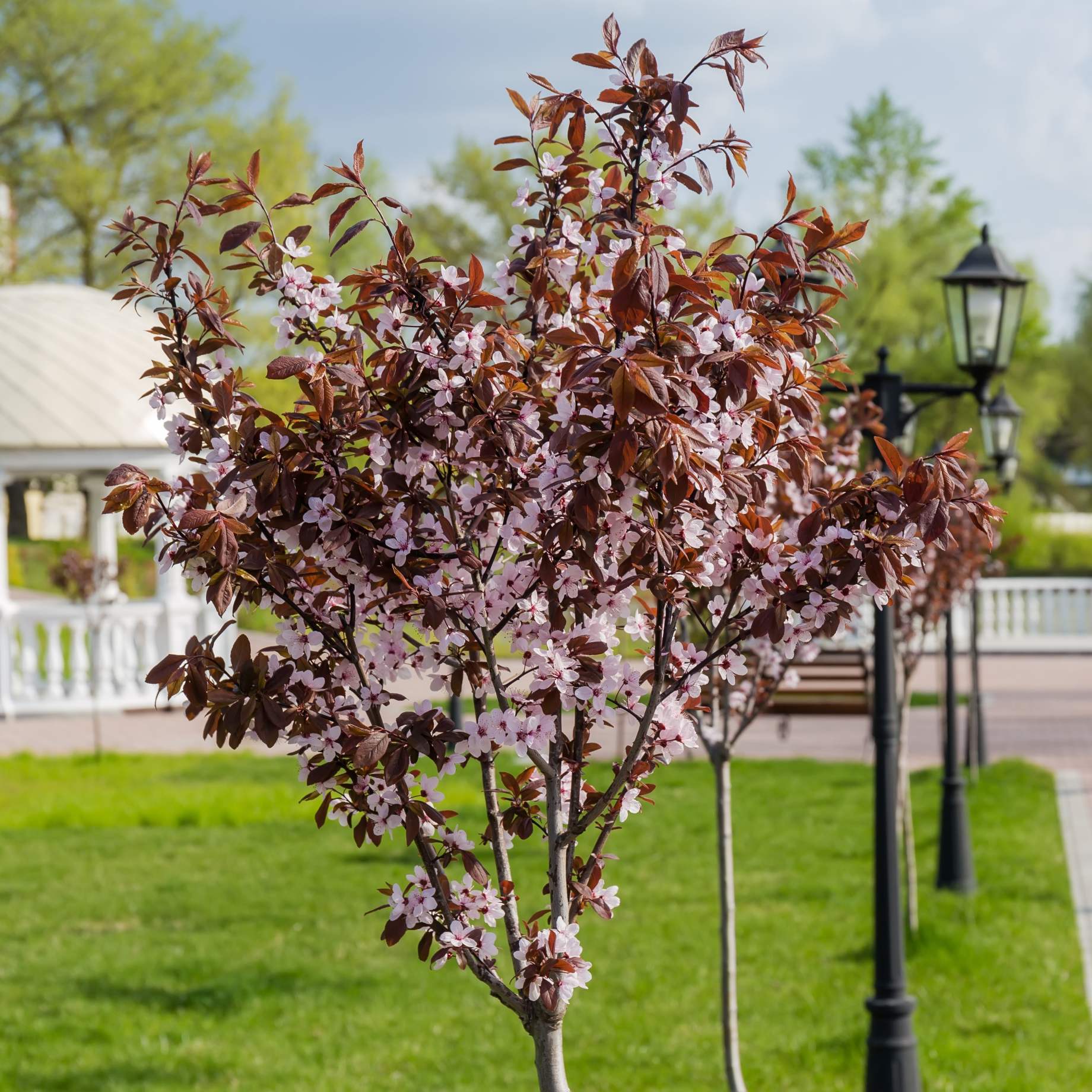 Prunus cerasifera 'Nigra'