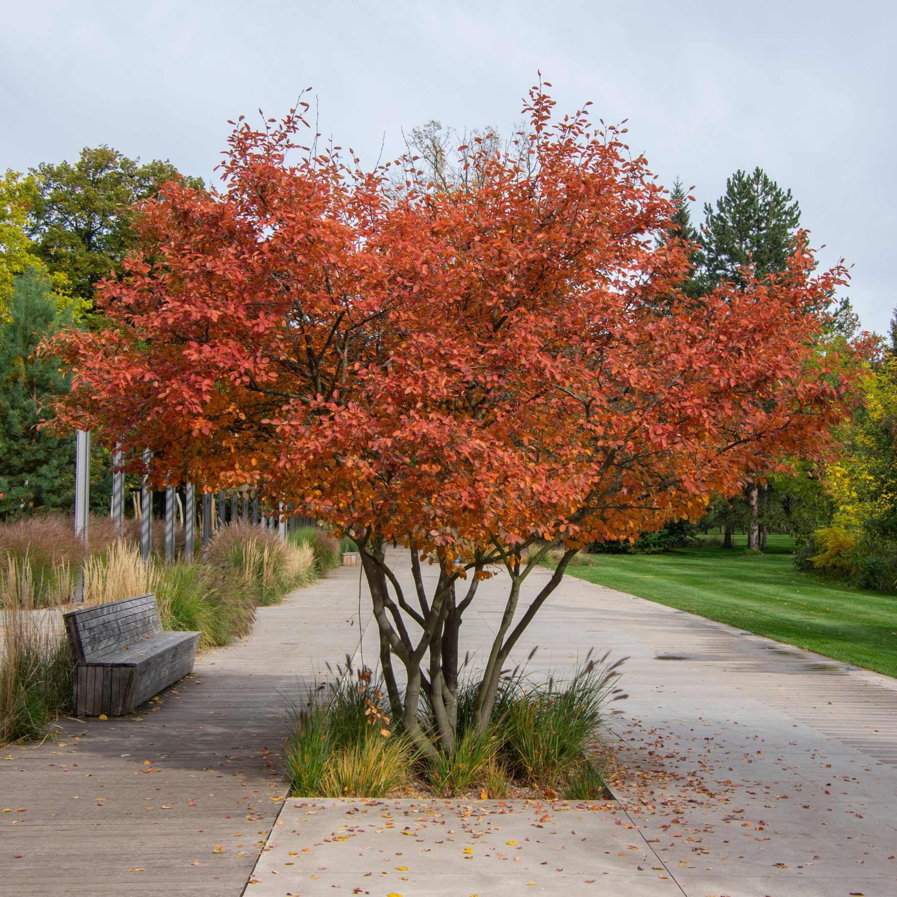 Amelanchier lamarckii