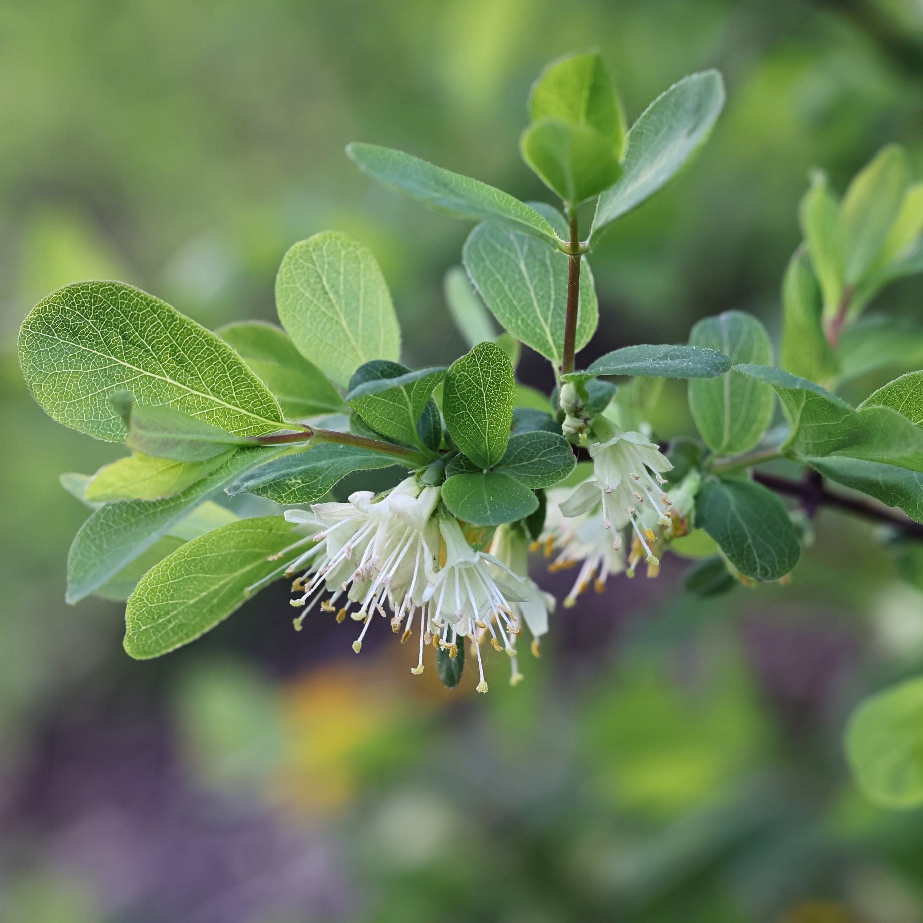 'Blue Velvet' Honeyberry Bush