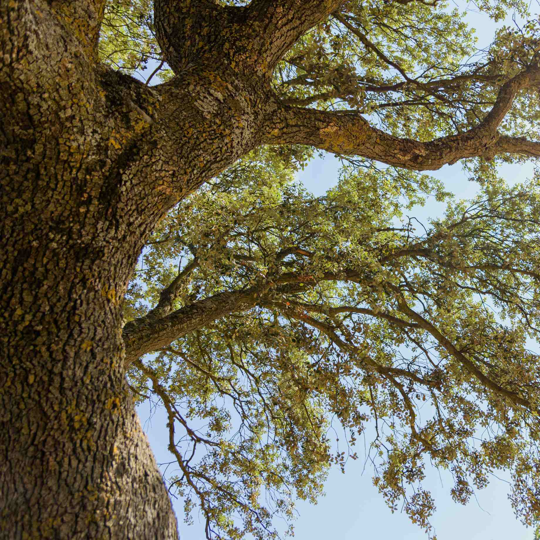 Quercus ilex