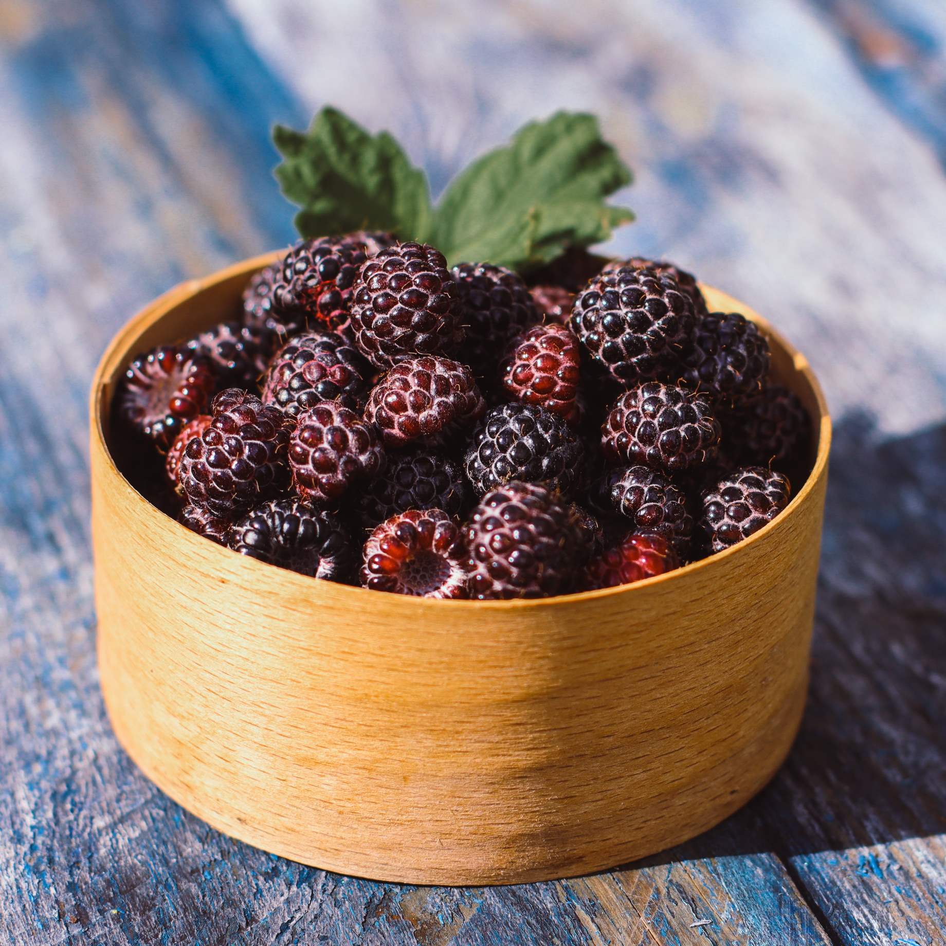 'Glencoe' Purple Raspberry Plants