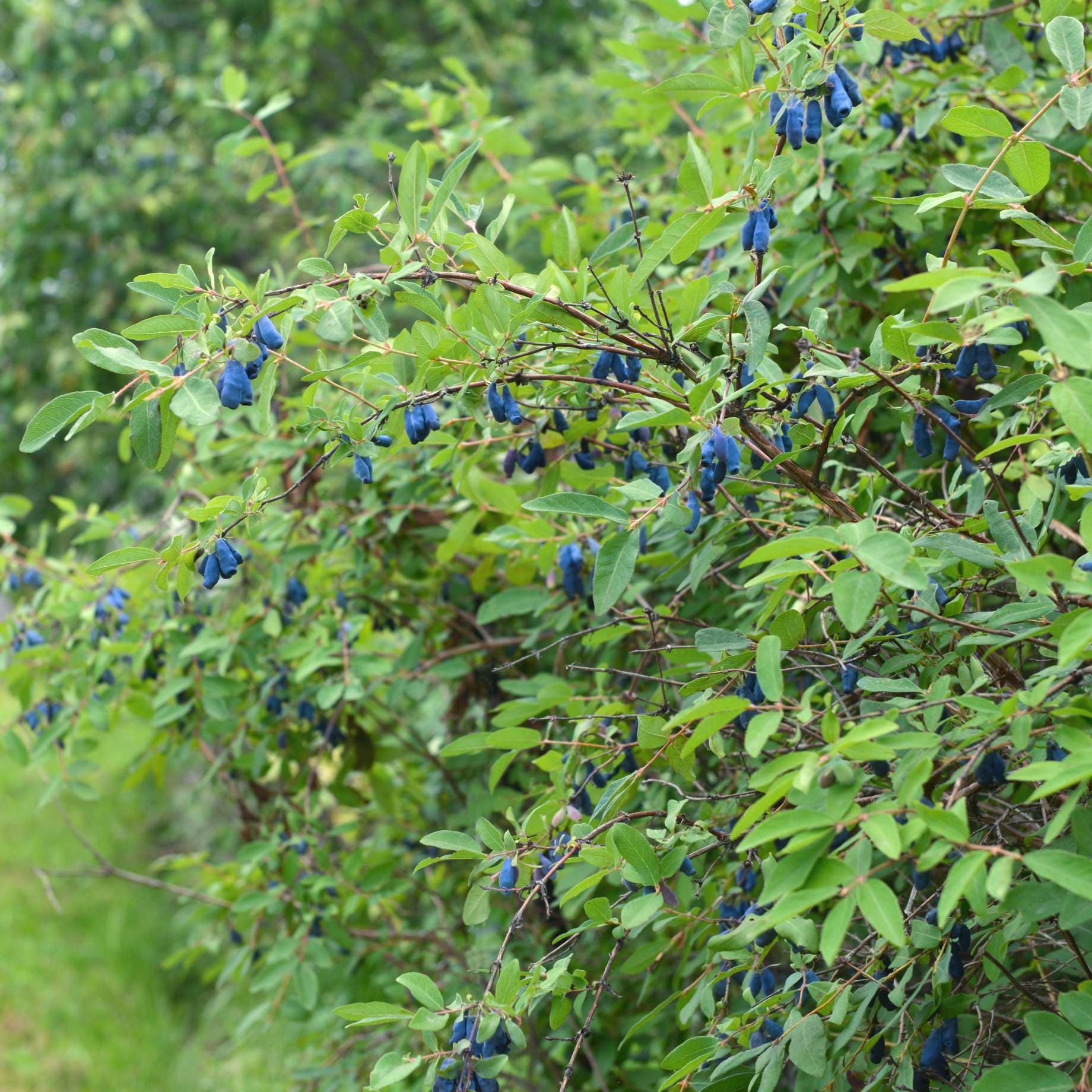 'Kamtschatica' Honeyberry Bush