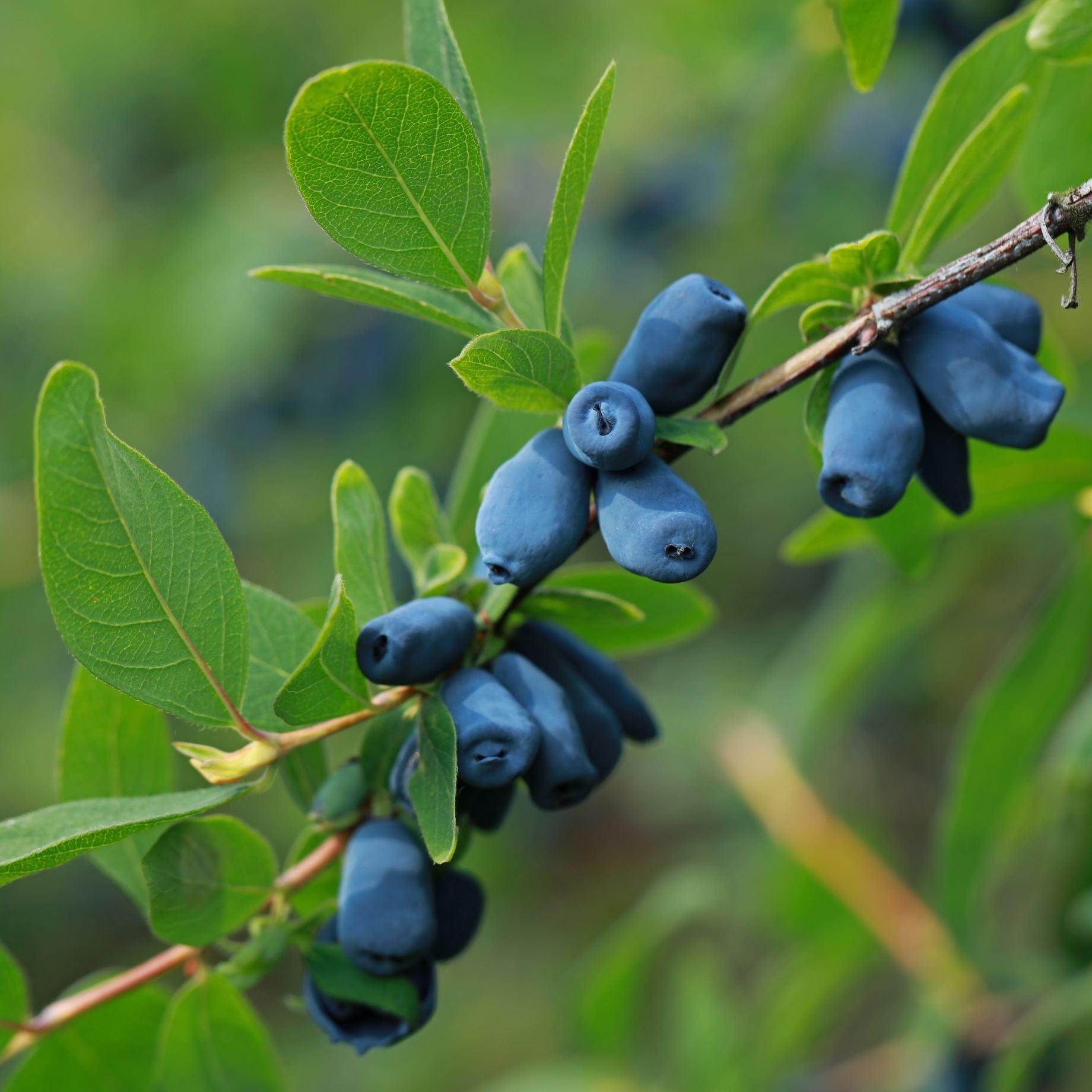'Blue Velvet' Honeyberry Bush