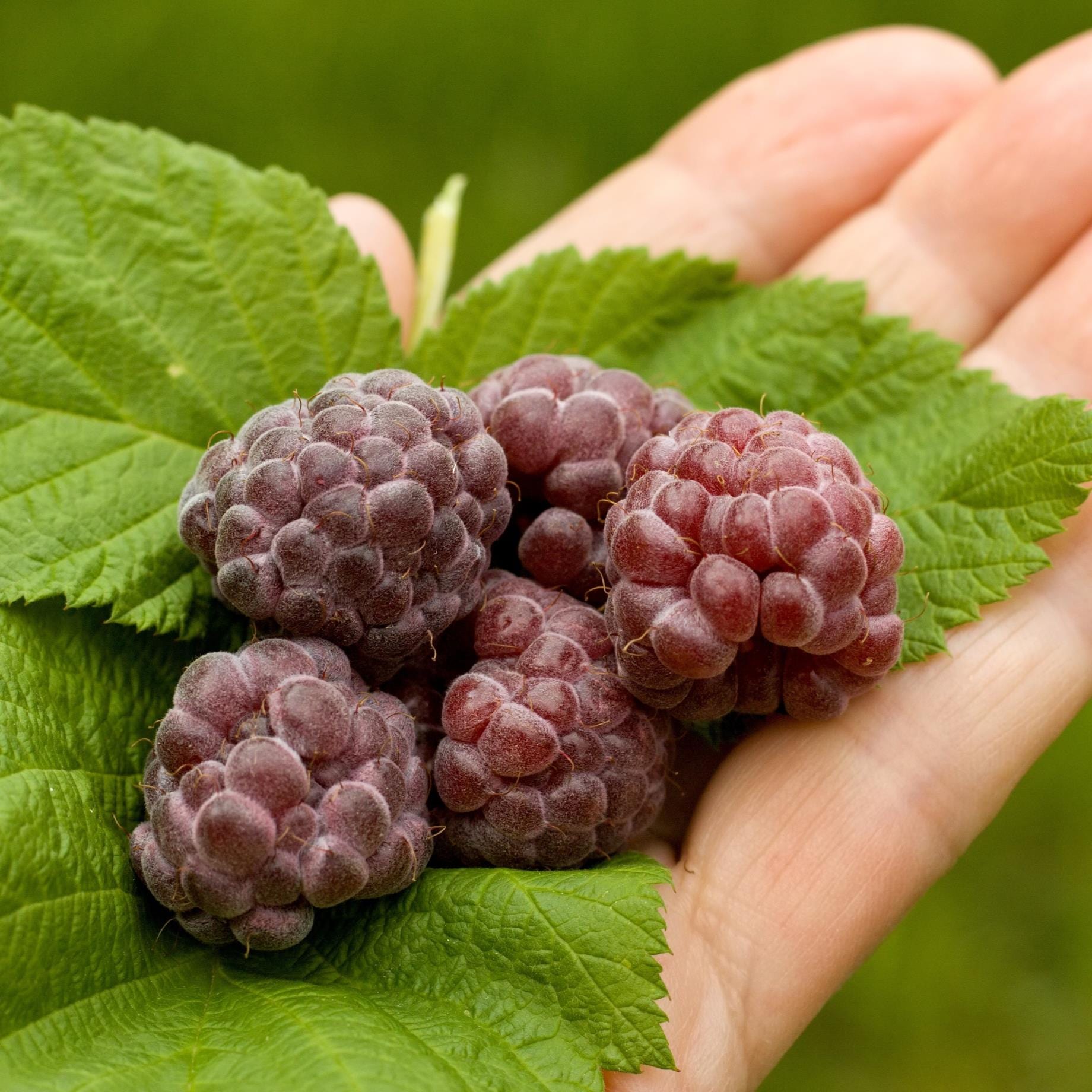 'Glencoe' Purple Raspberry Plants