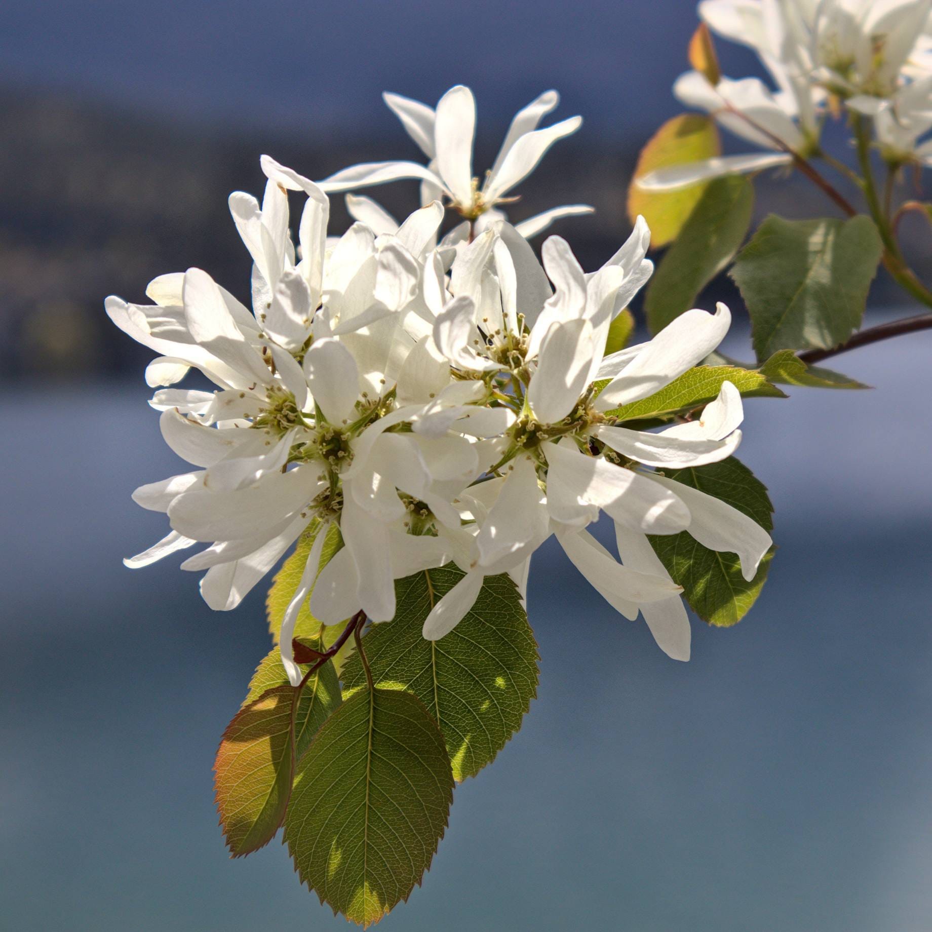 Amelanchier lamarckii
