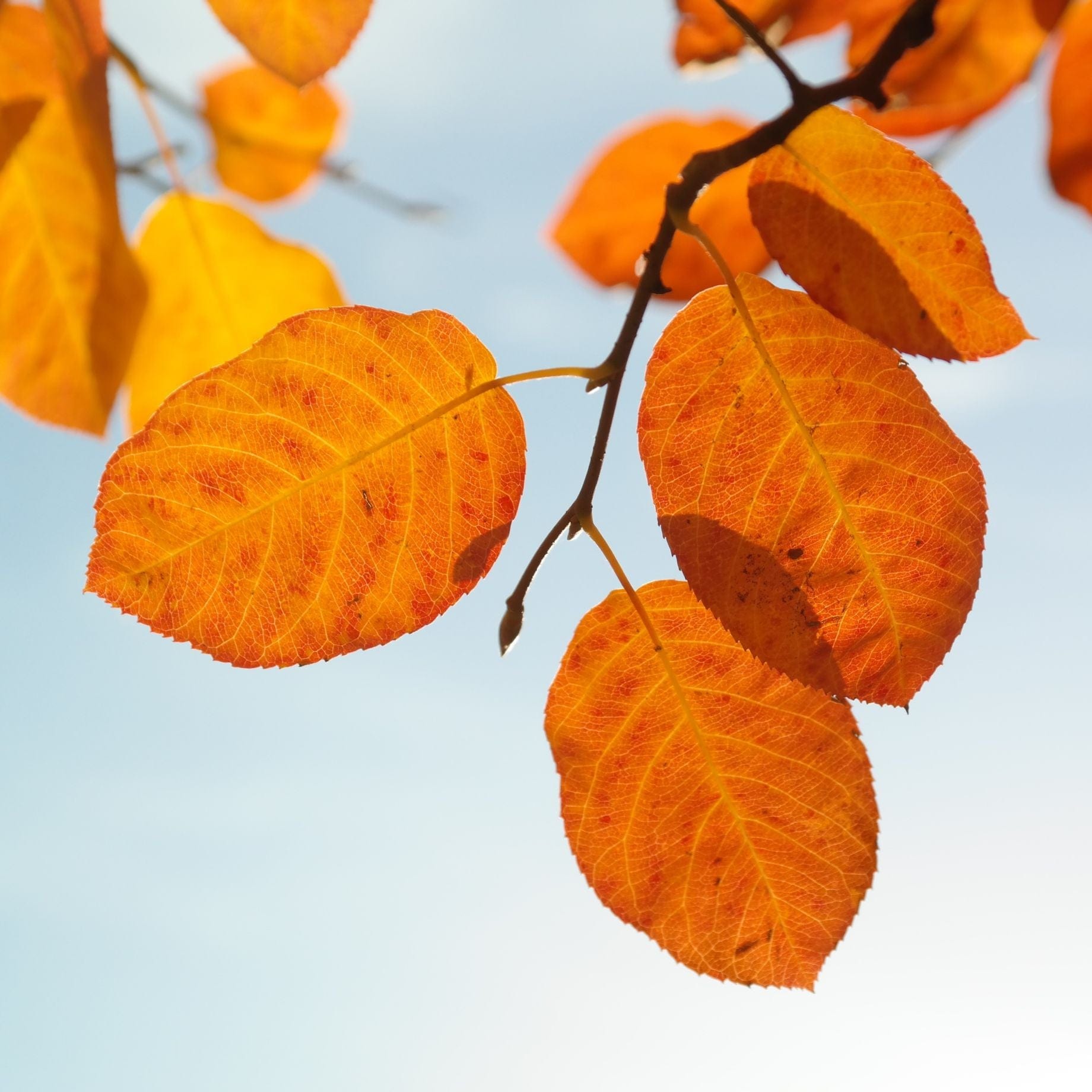 Amelanchier lamarckii