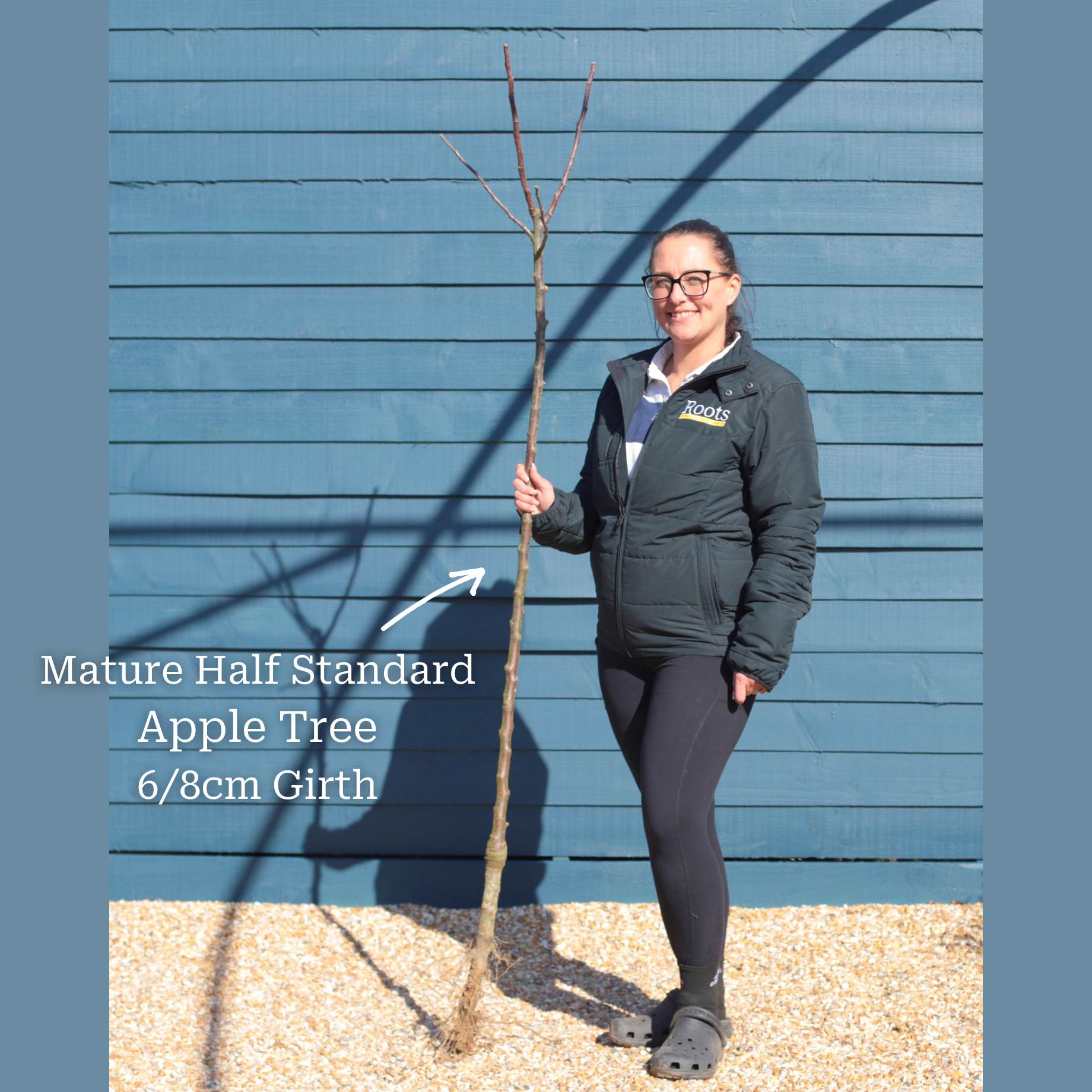 'Bramley's Seedling' Apple Tree