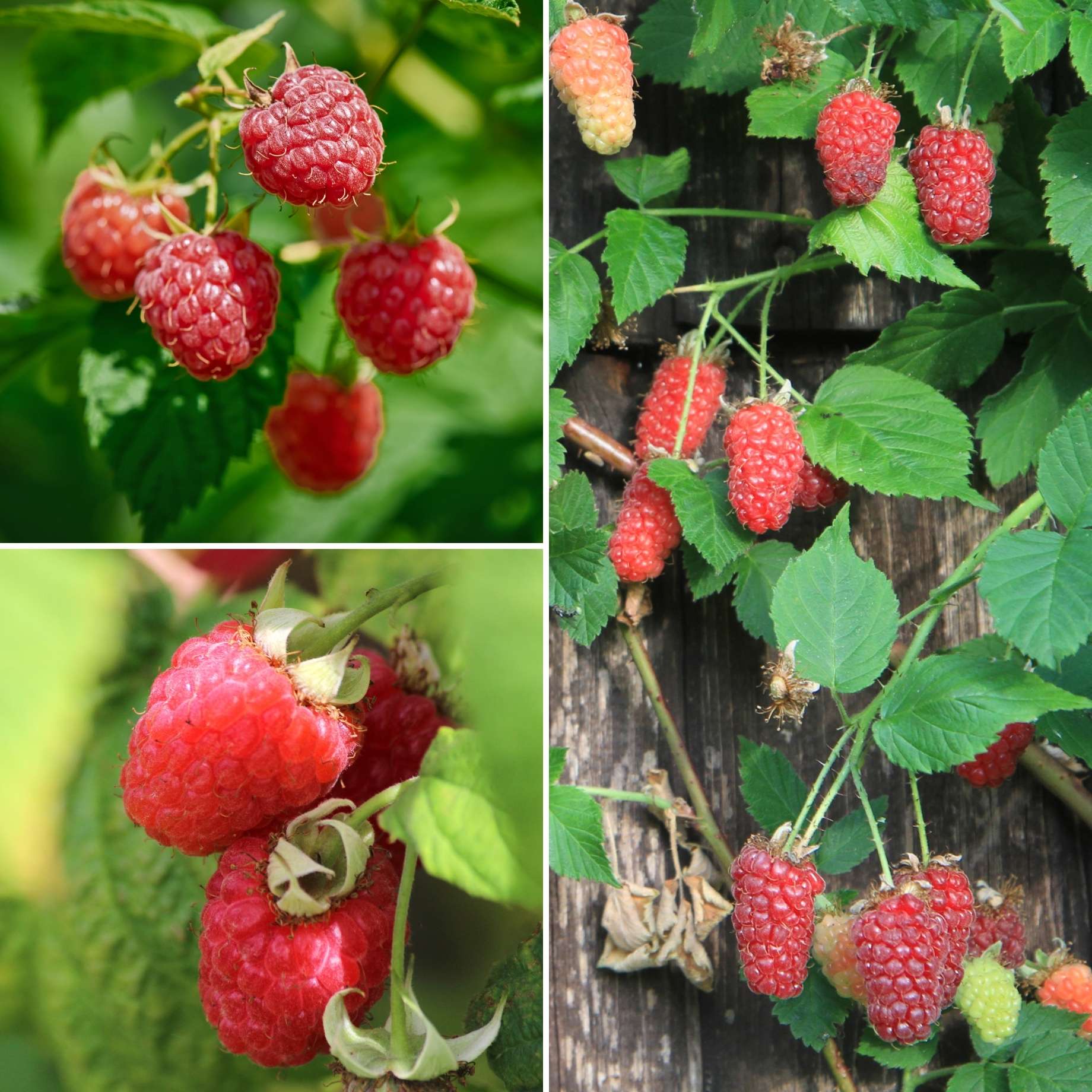 Growers' Choice