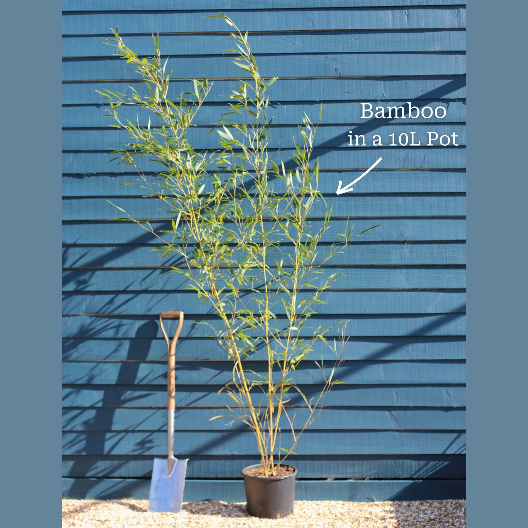 Phyllostachys aurea