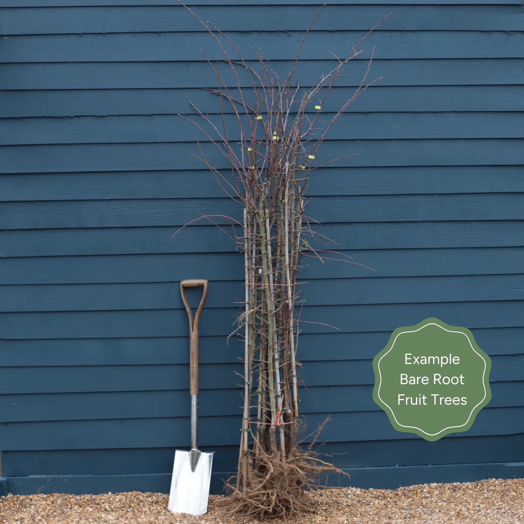 'Elstar' Apple Tree