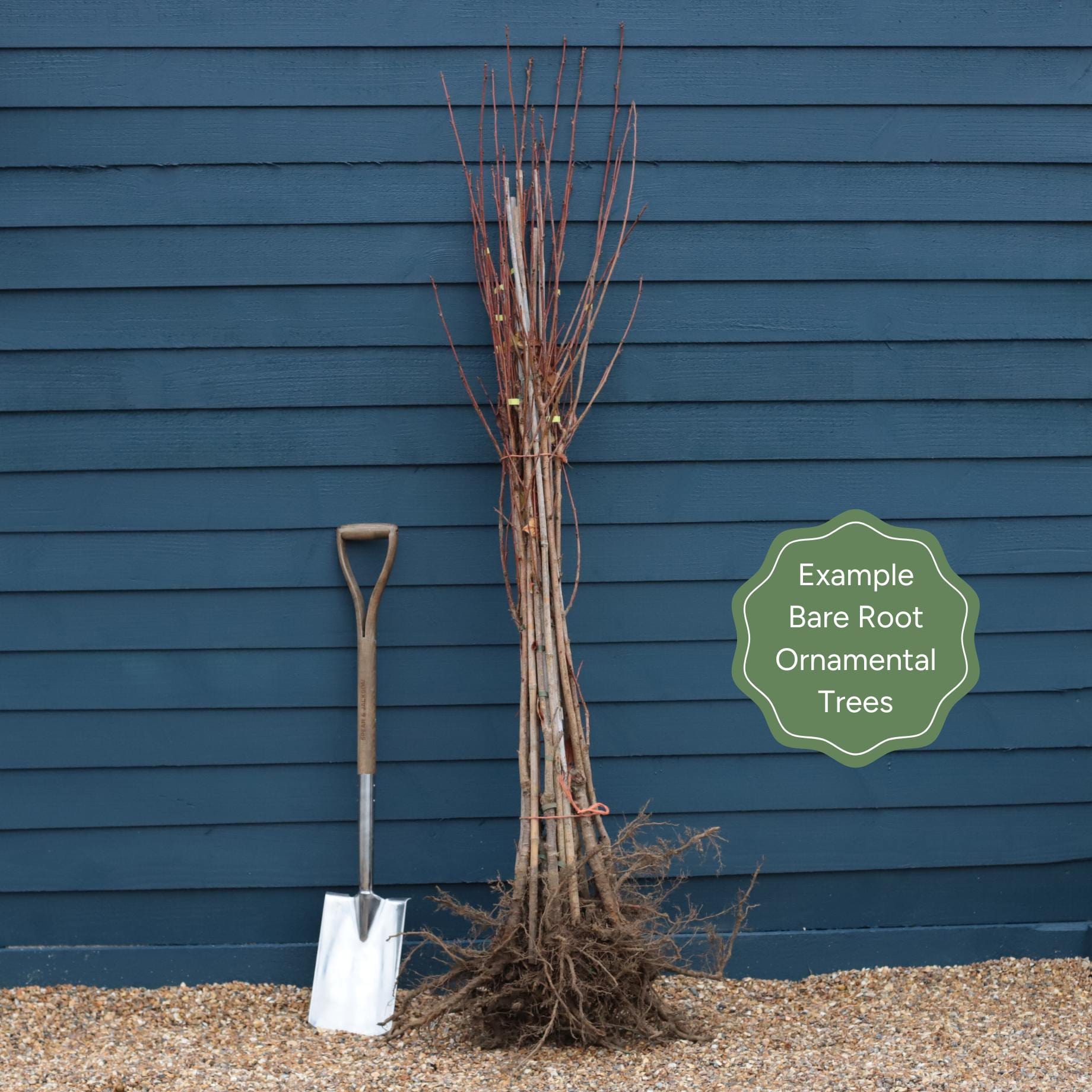 Prunus 'Shogetsu'
