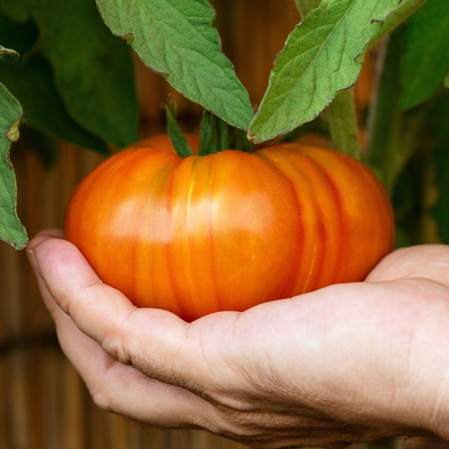 'Beefmaster' Tomato Plant
