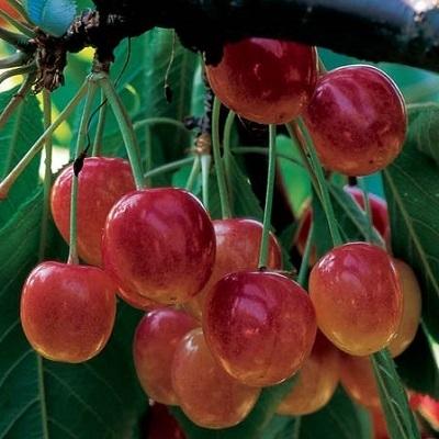 'Bigarreau Napoleon' Cherry Tree