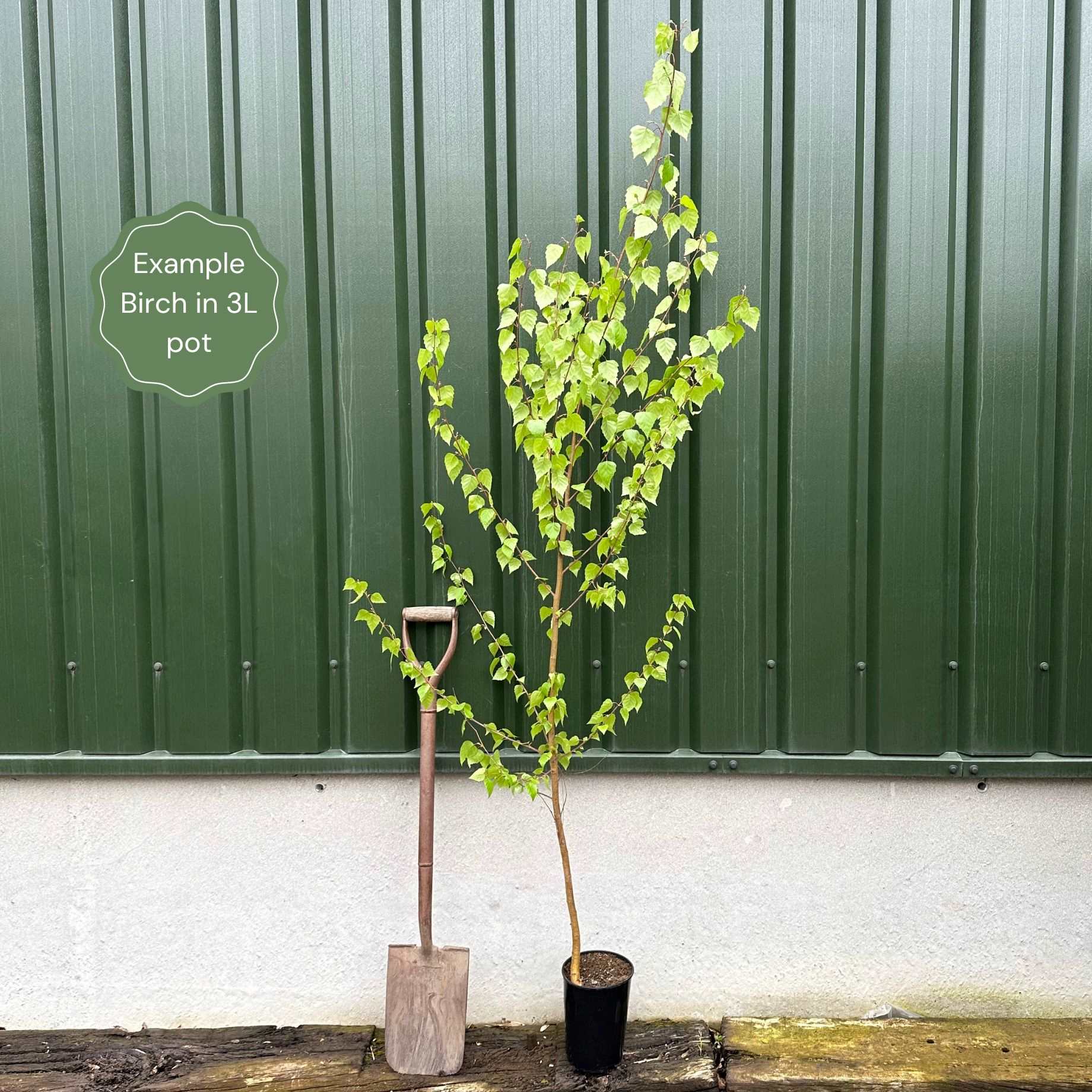 Betula pendula 'Youngii'