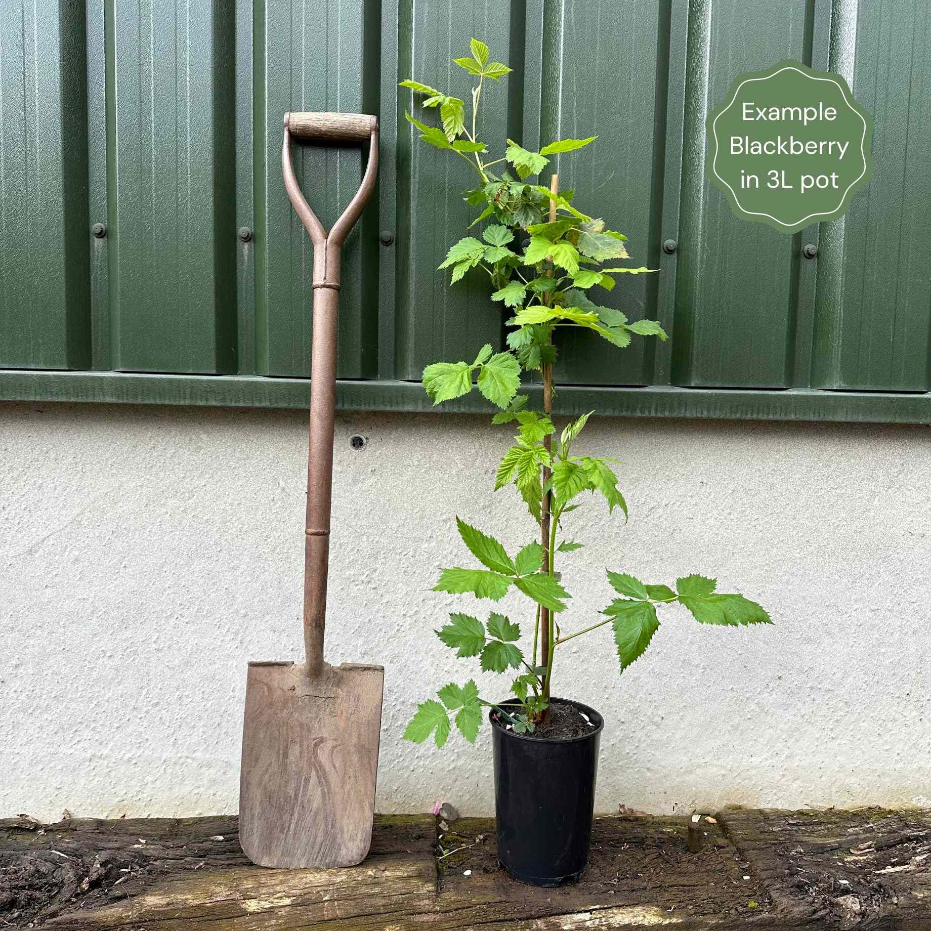 'Karaka Black' Blackberry Bush