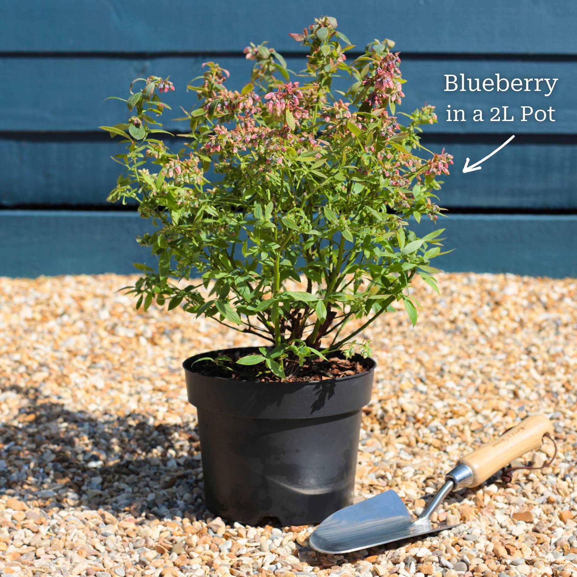 'Earliblue' Blueberry Bush