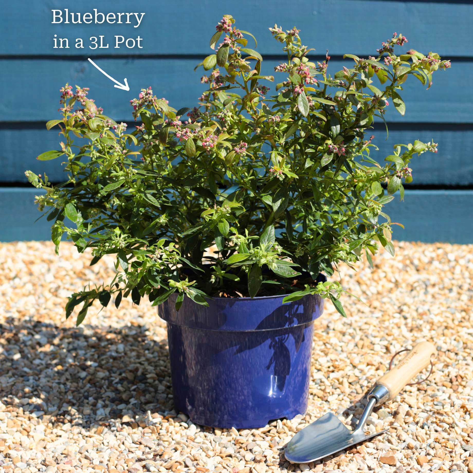 'Sunshine Blue' Evergreen Blueberry Bush