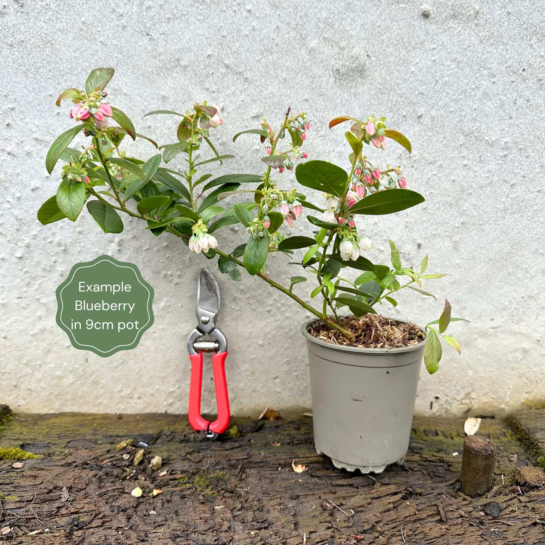 'Duke' Blueberry Bush
