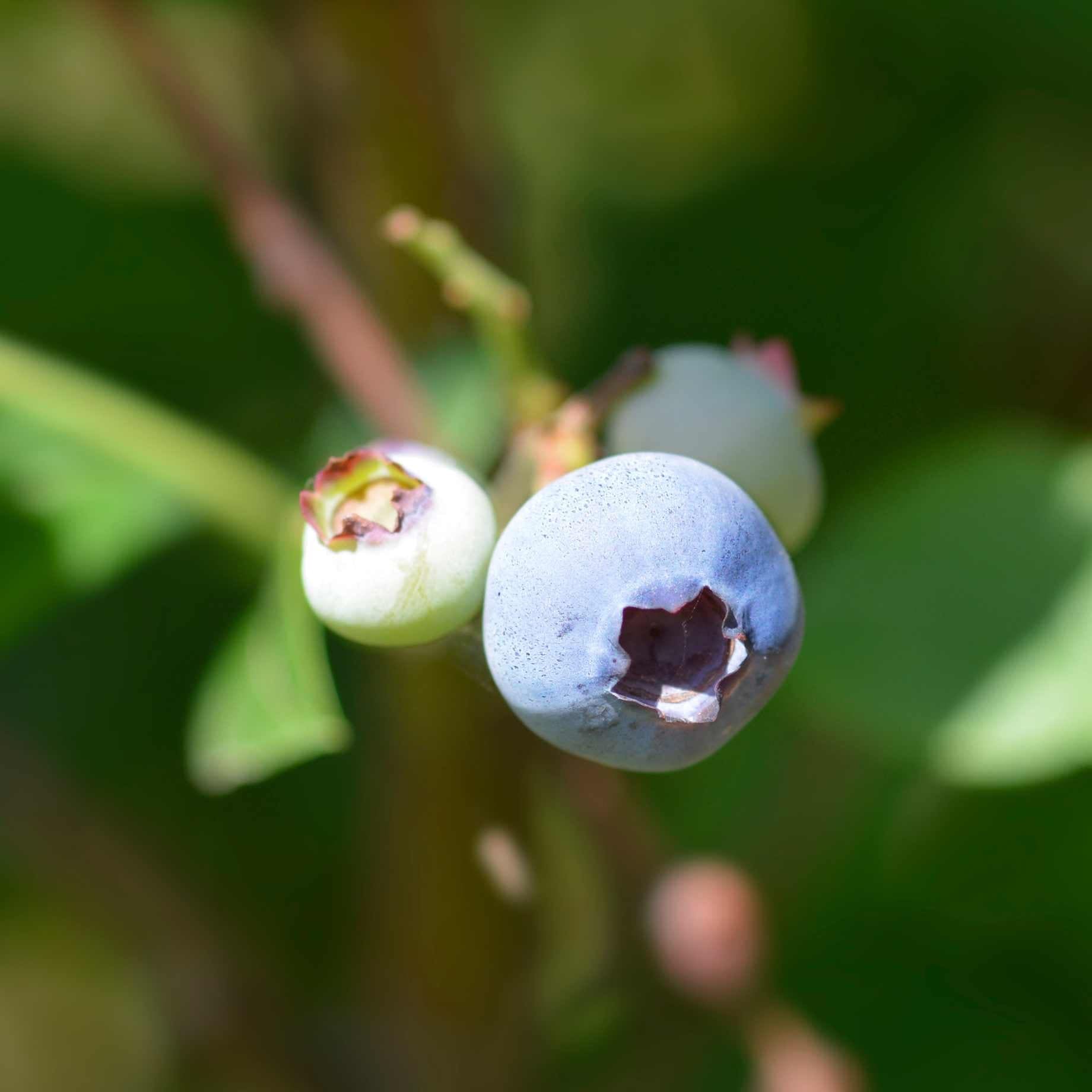'Brigitta' Blueberry Bush