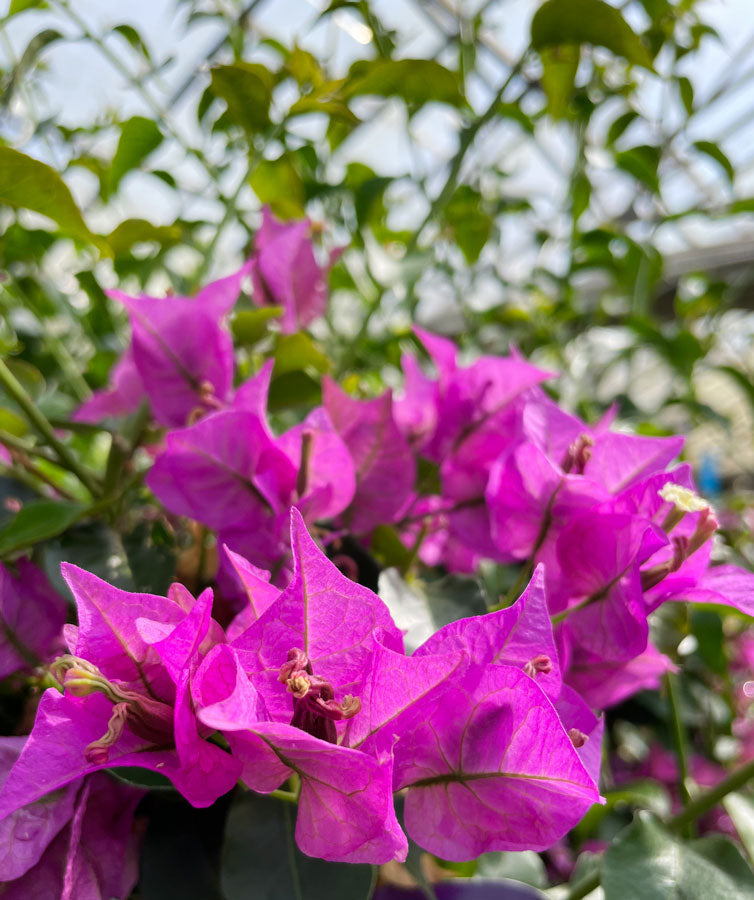 Bougainvillea - Hortibliss