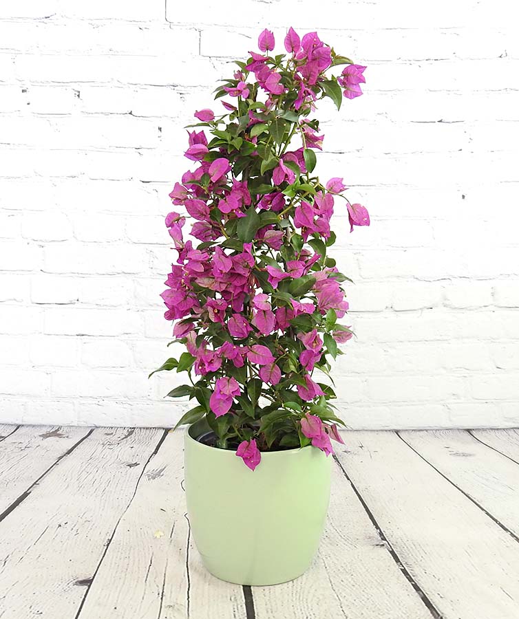 Bougainvillea - Hortibliss